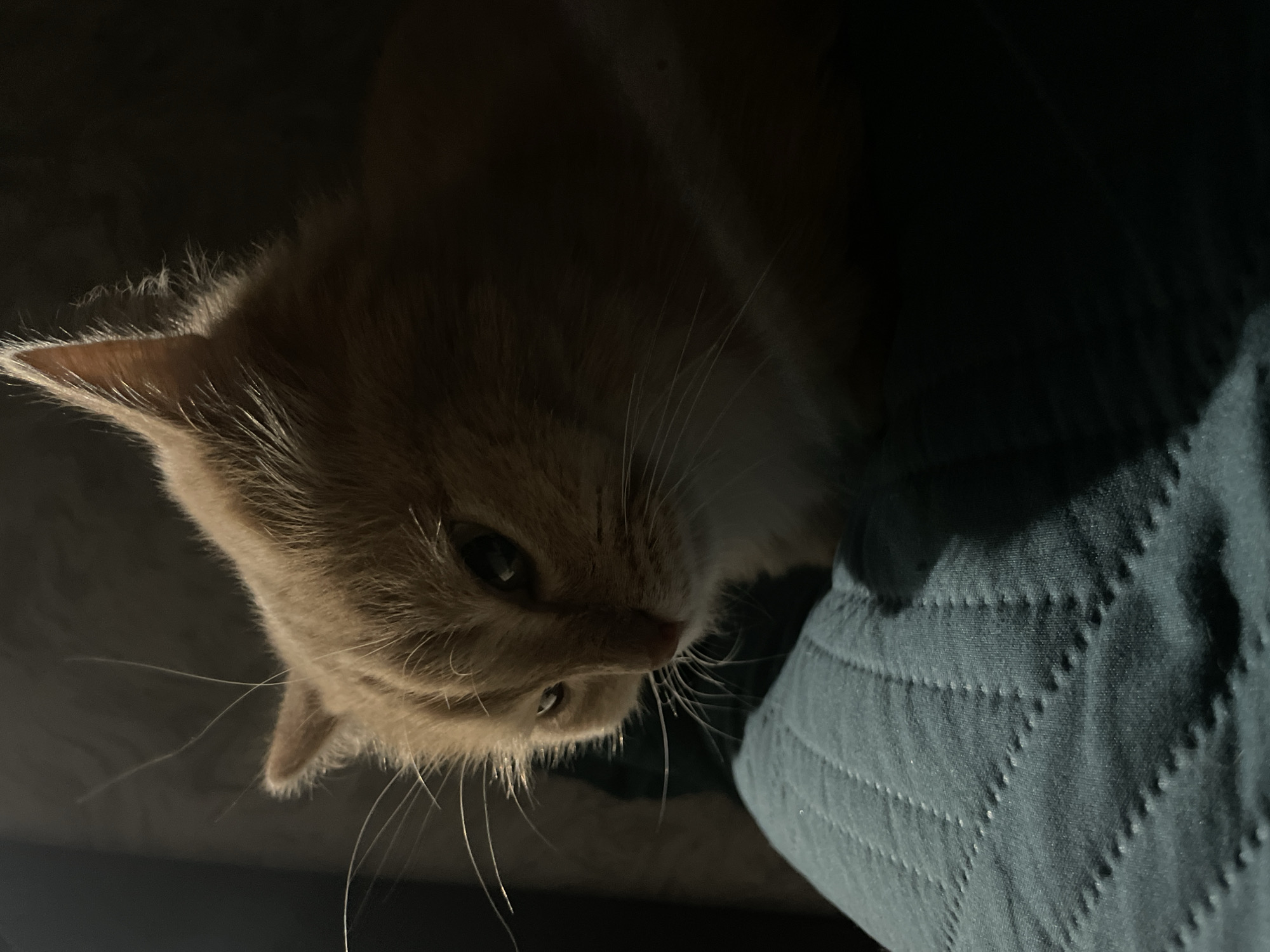 Evening documentation of cats, streets, and moon in Chaikovsky, Russia