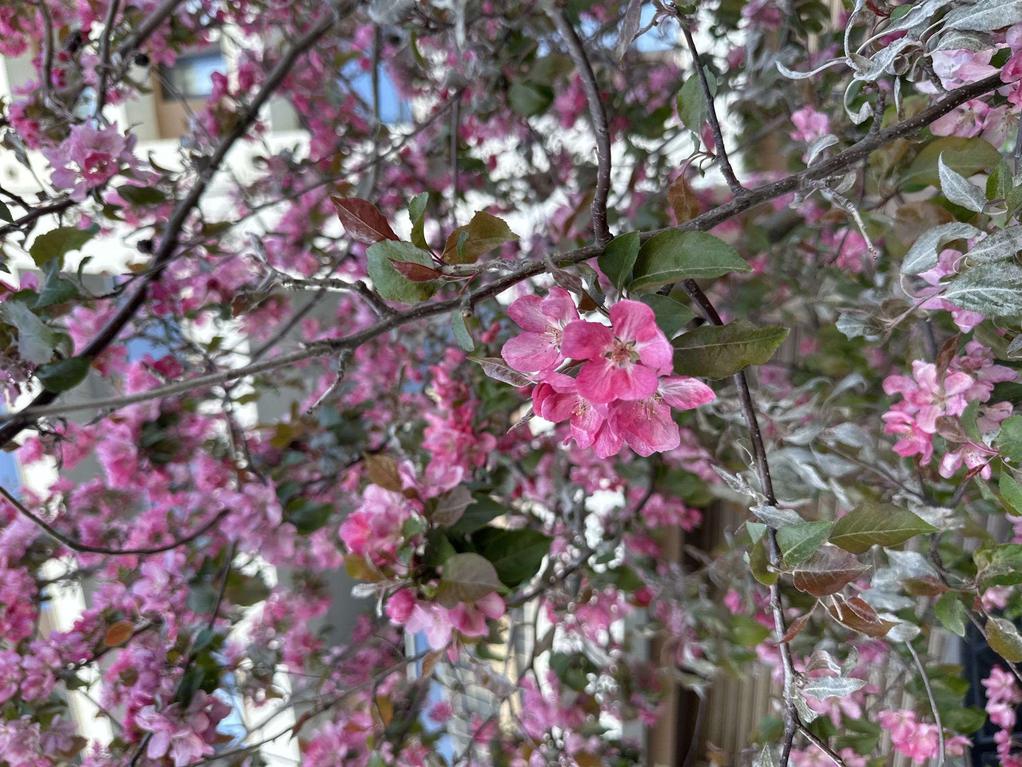 Morning walk documented through springtime Sofia streets