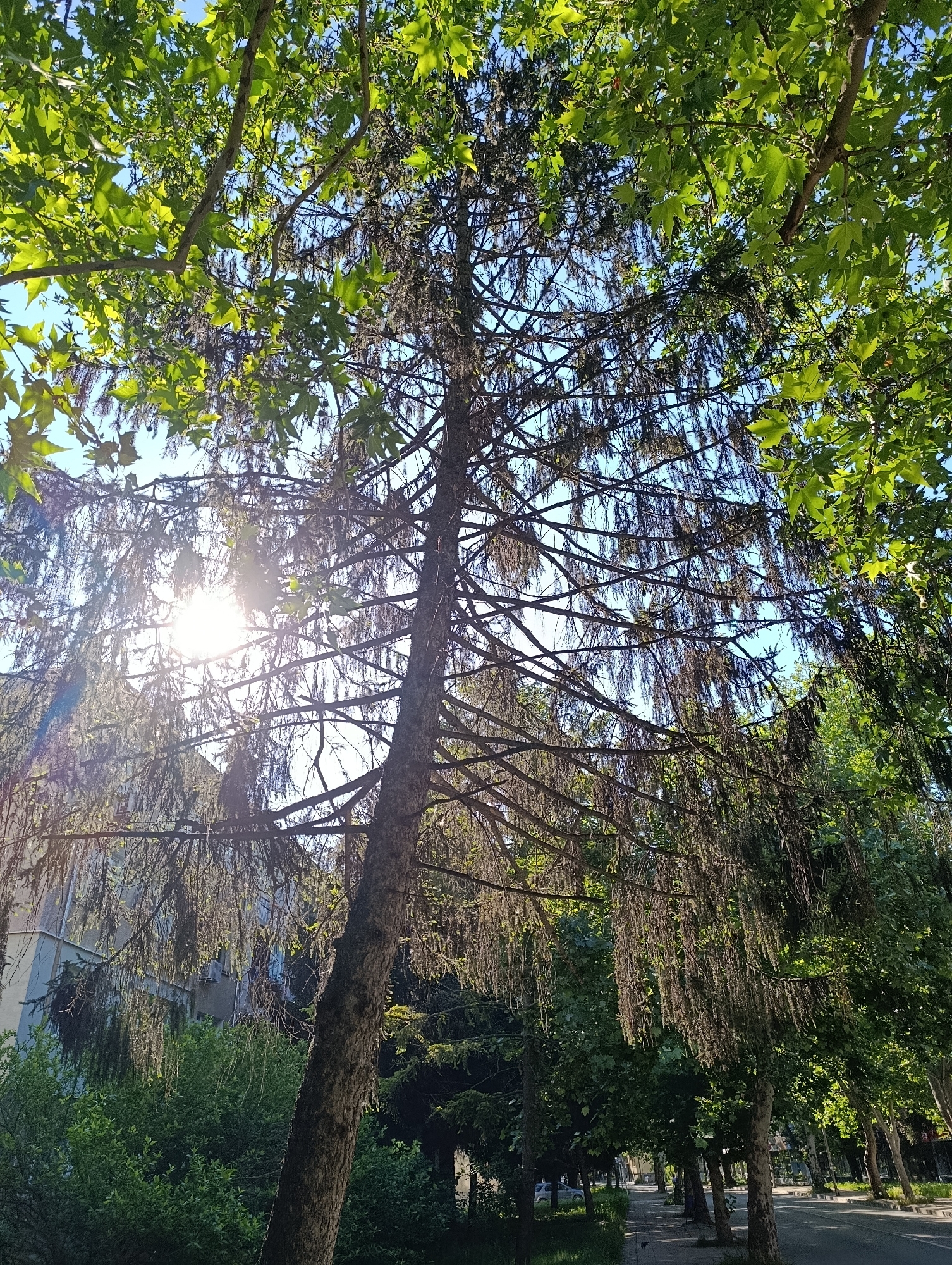 Morning walk documented through residential Razgrad, Bulgaria