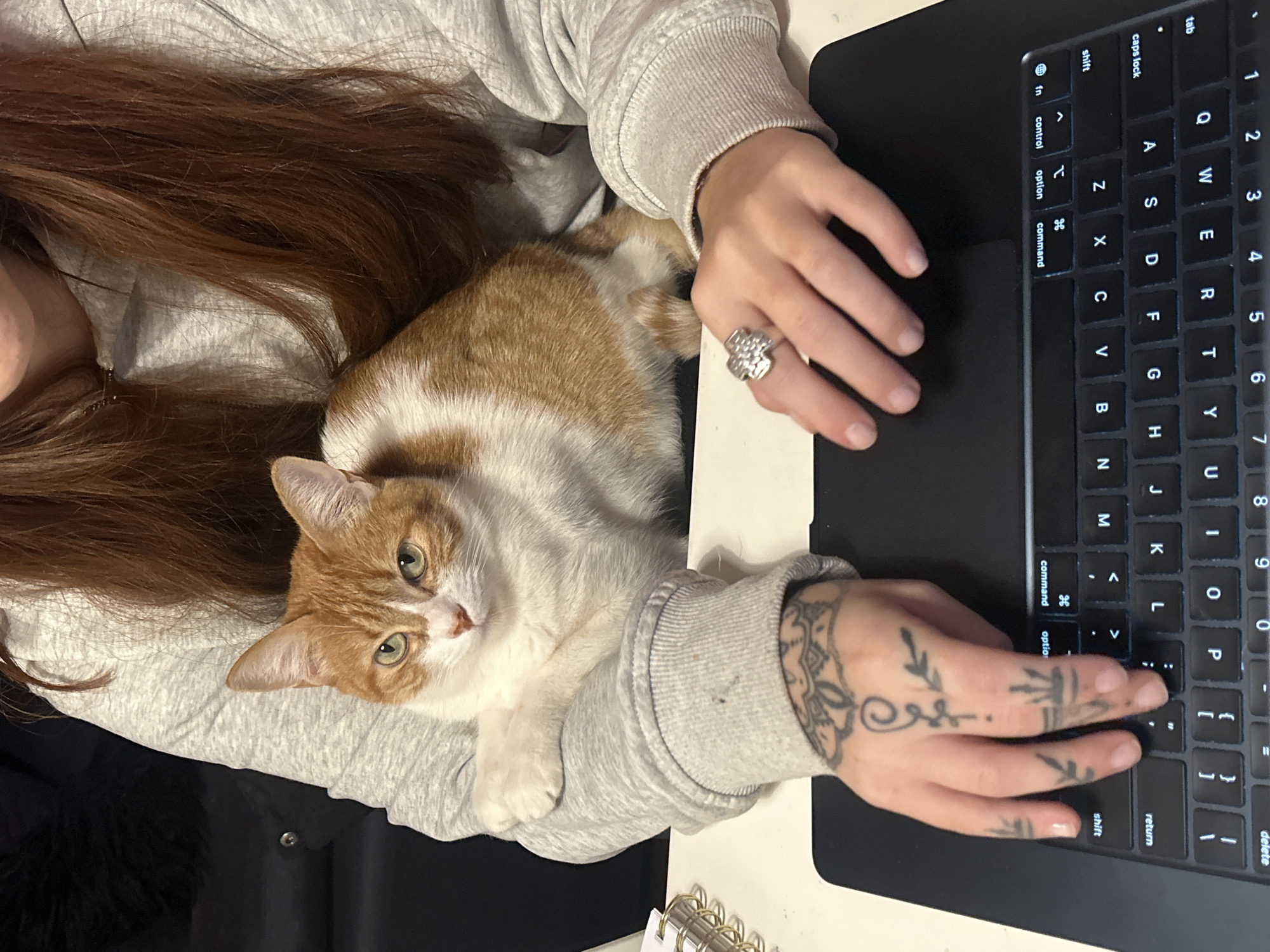 Person works on laptop with cat companion in Buenos Aires
