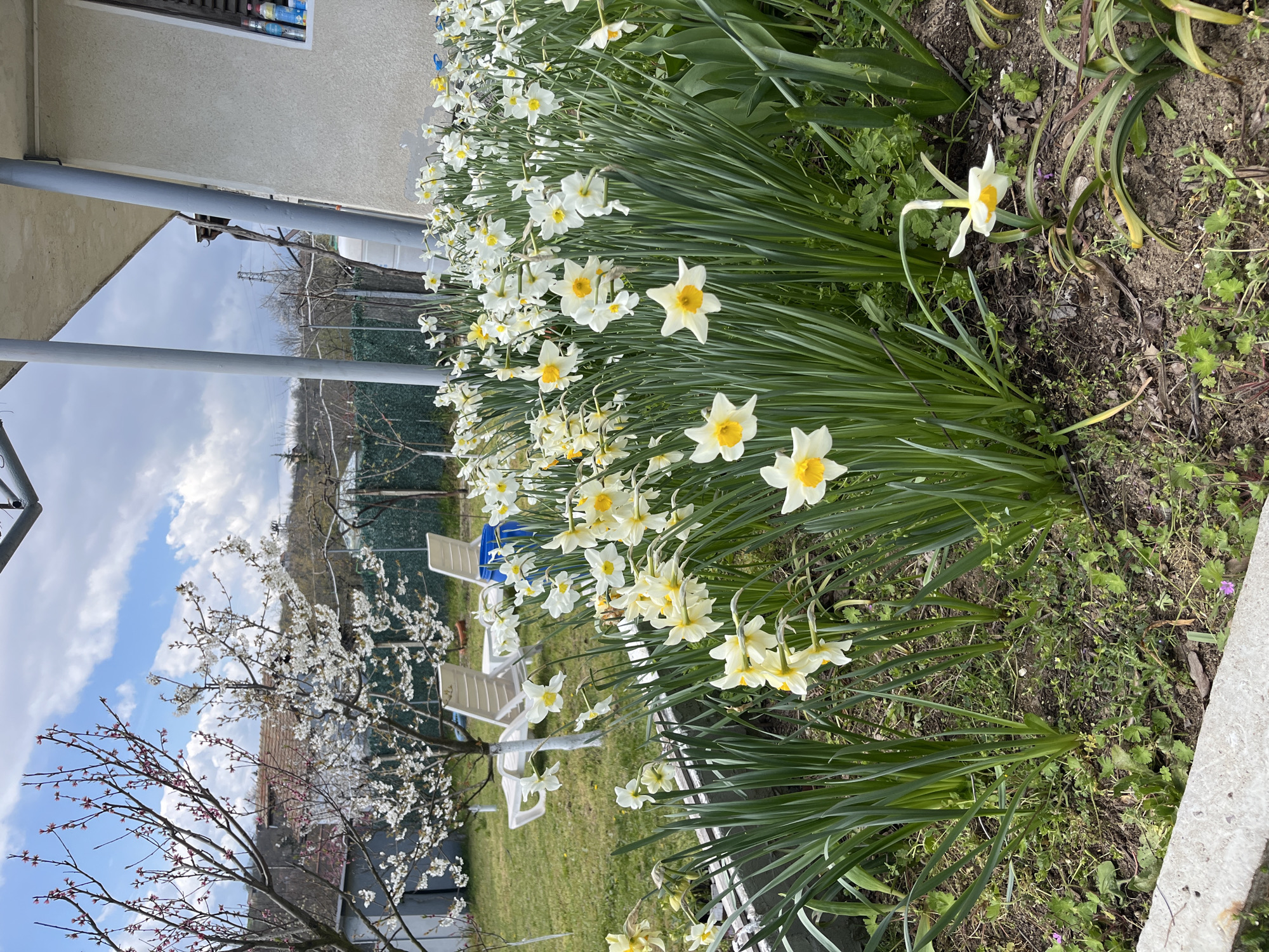Spring blooms and traditional decorations observed in Bulgarian village