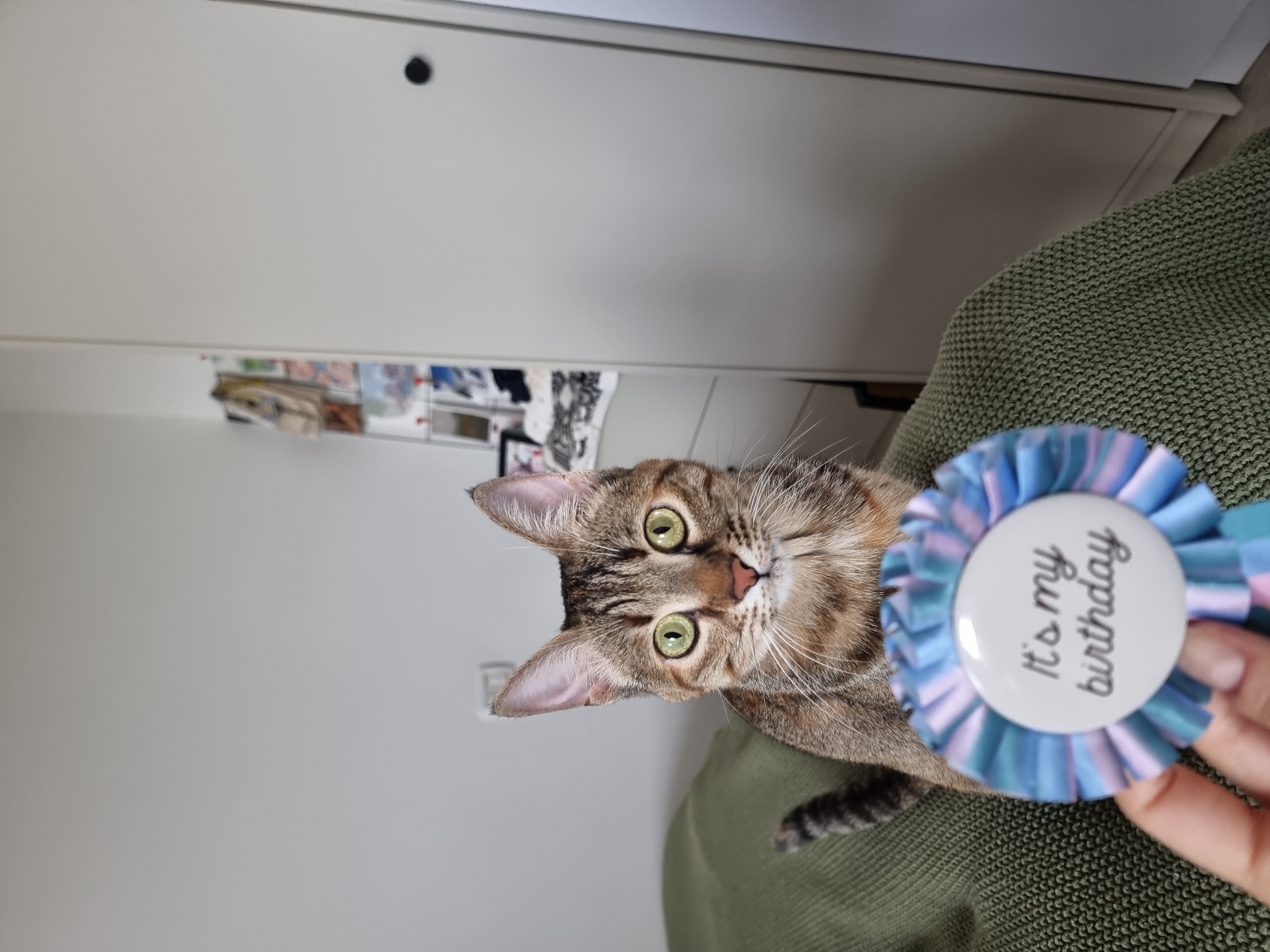 Cat celebrates second birthday with rosette in Ramat Gan