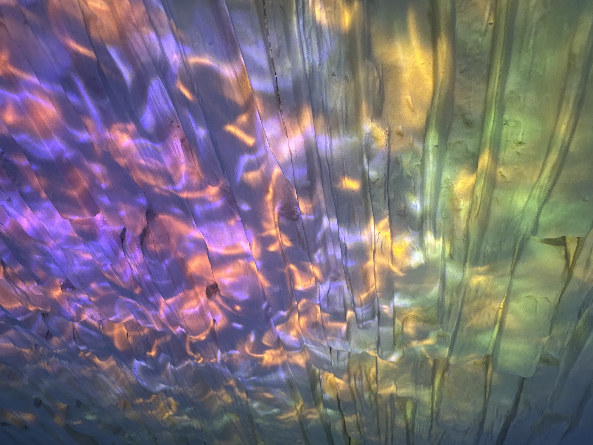 Musical performances, botanical close-ups, light displays documented by witnesses