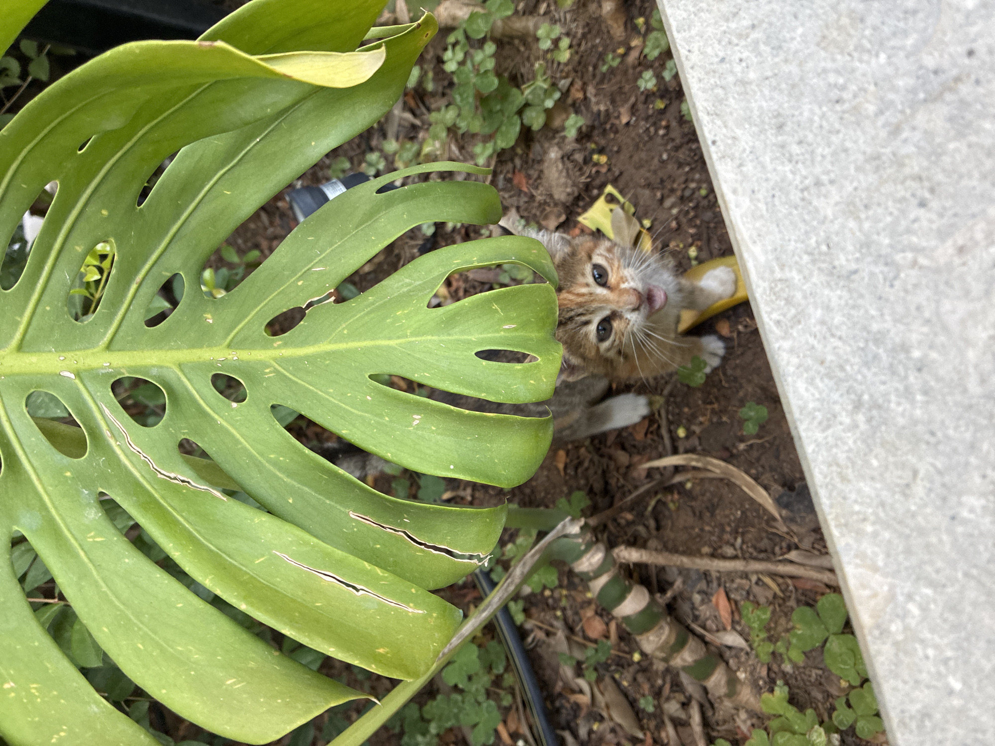 Kittens roaming a garden in Alanya, Turkey
