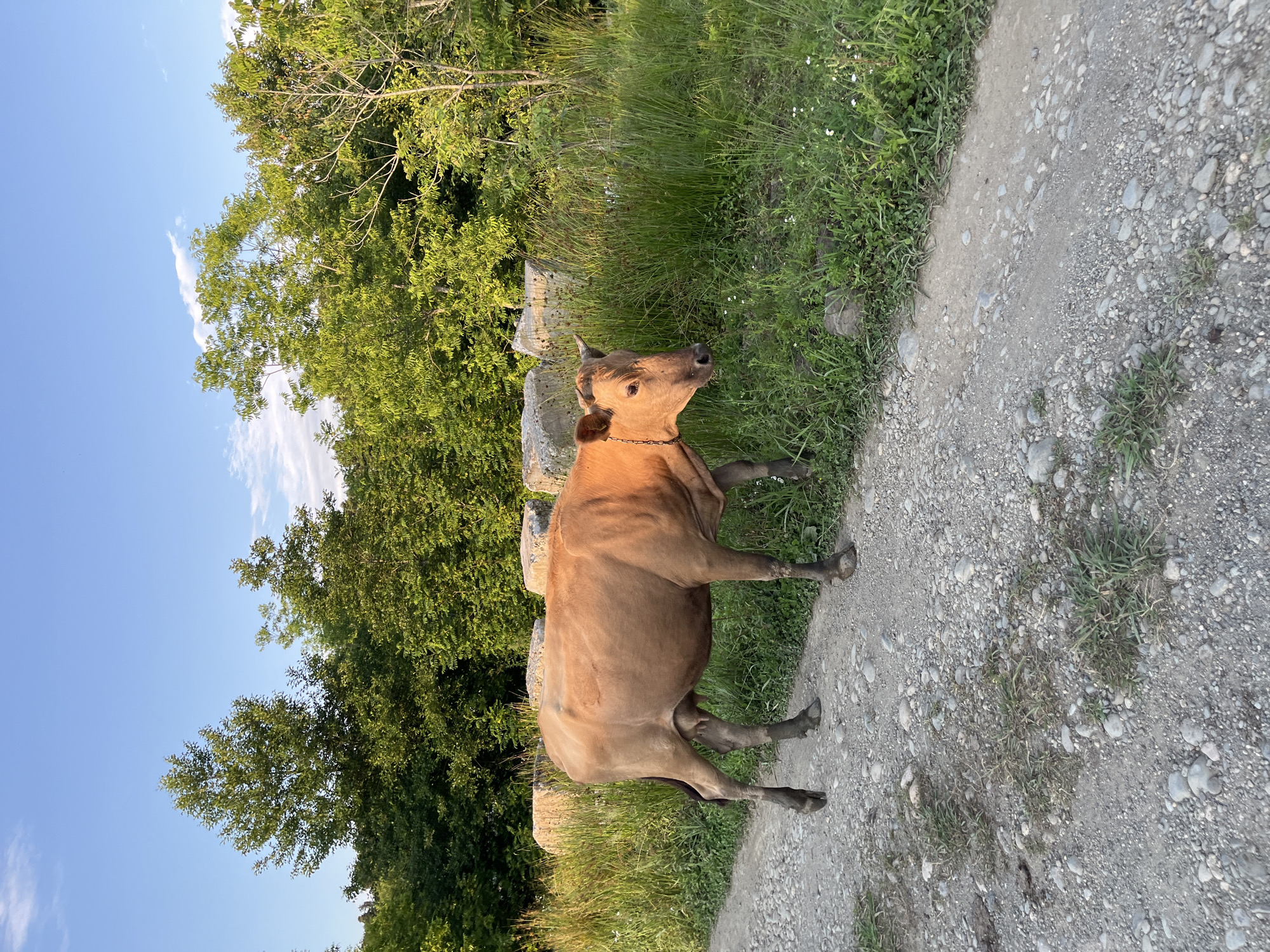 Rural Ureki: livestock, construction, and railway crossings on a July afternoon
