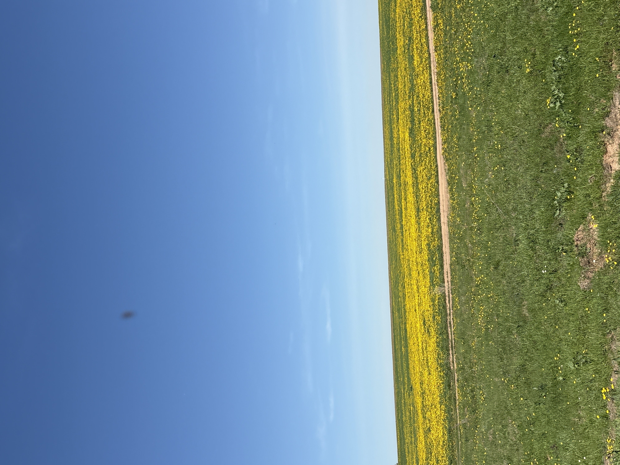 Yellow wildflower field observed under clear skies in rural Russia