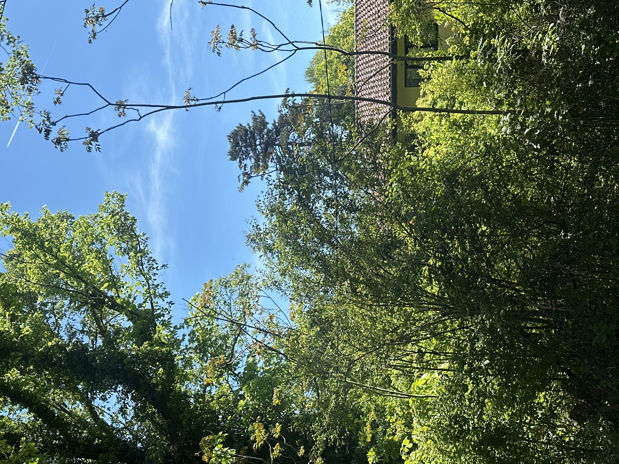 Morning sky view captured above trees in Bulgarian village