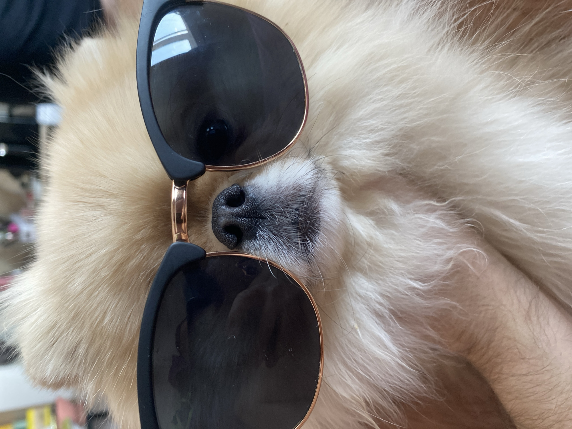 Pomeranian dog spotted wearing sunglasses in Krasnodar, Russia