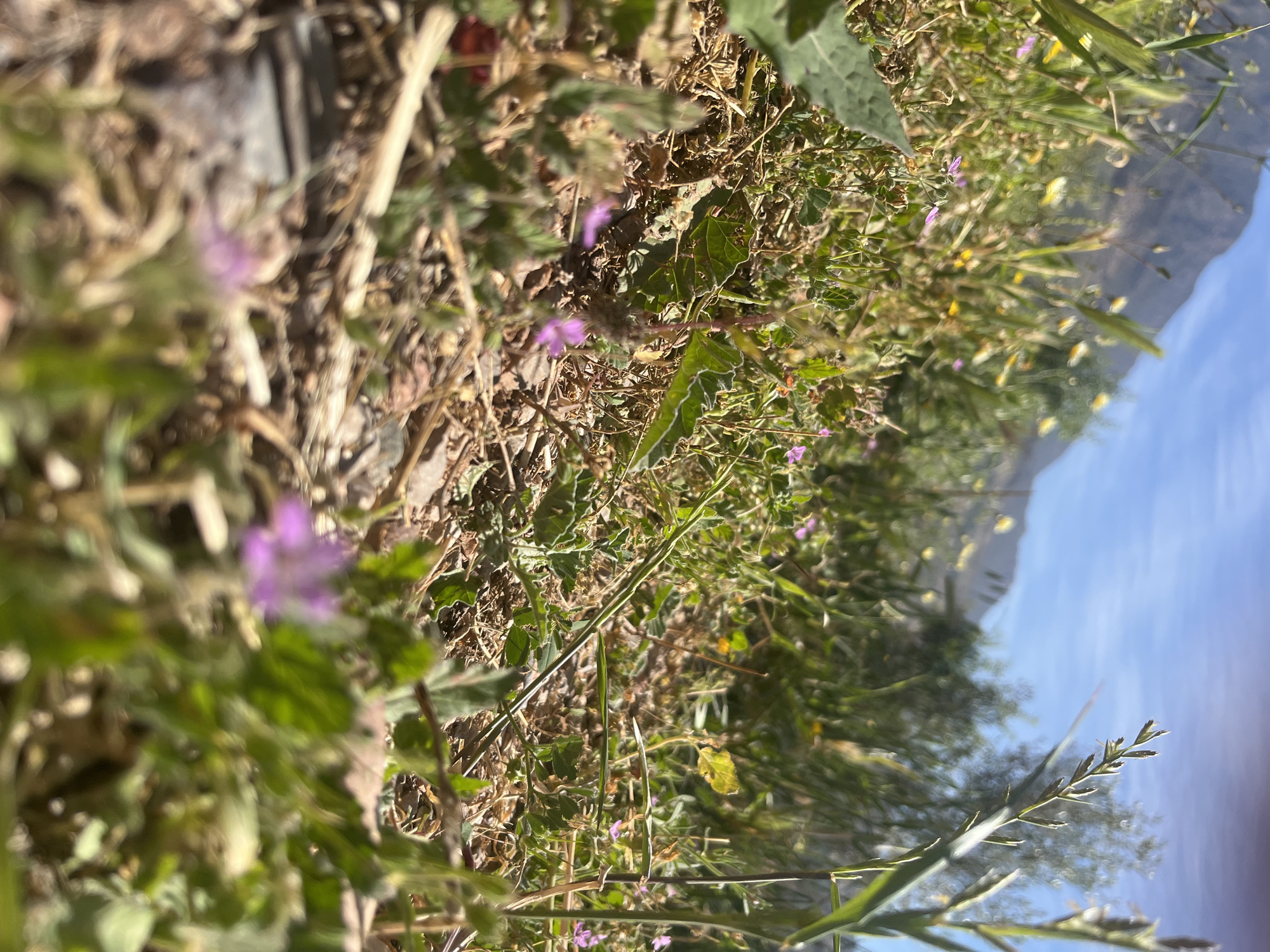 Spring wildflowers and palm trees documented in Ouaouizert, Morocco