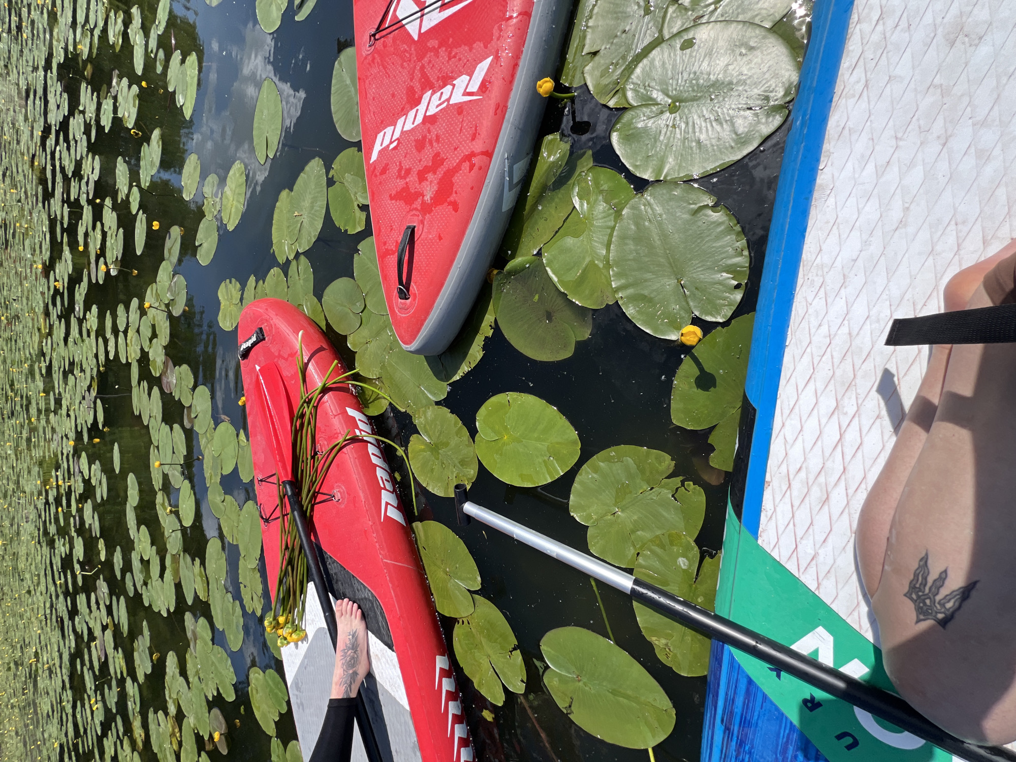 Paddleboarders collect water lilies on Ukrainian lake