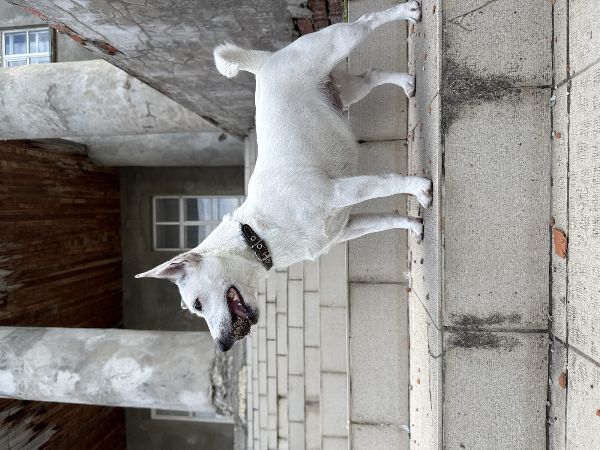 Morning scenes documented in Lysva, Russia with dog and buildings