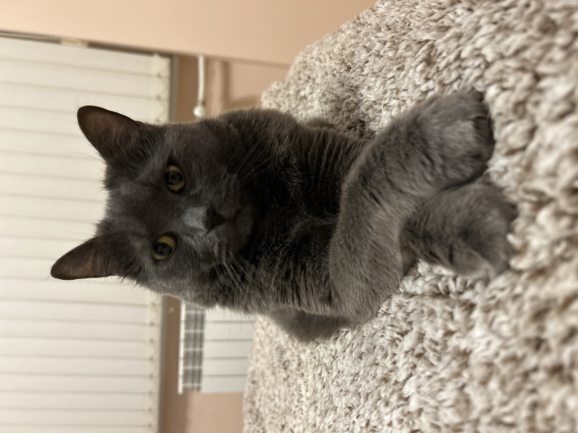 Grey cat rests peacefully in Veliko Tarnovo home