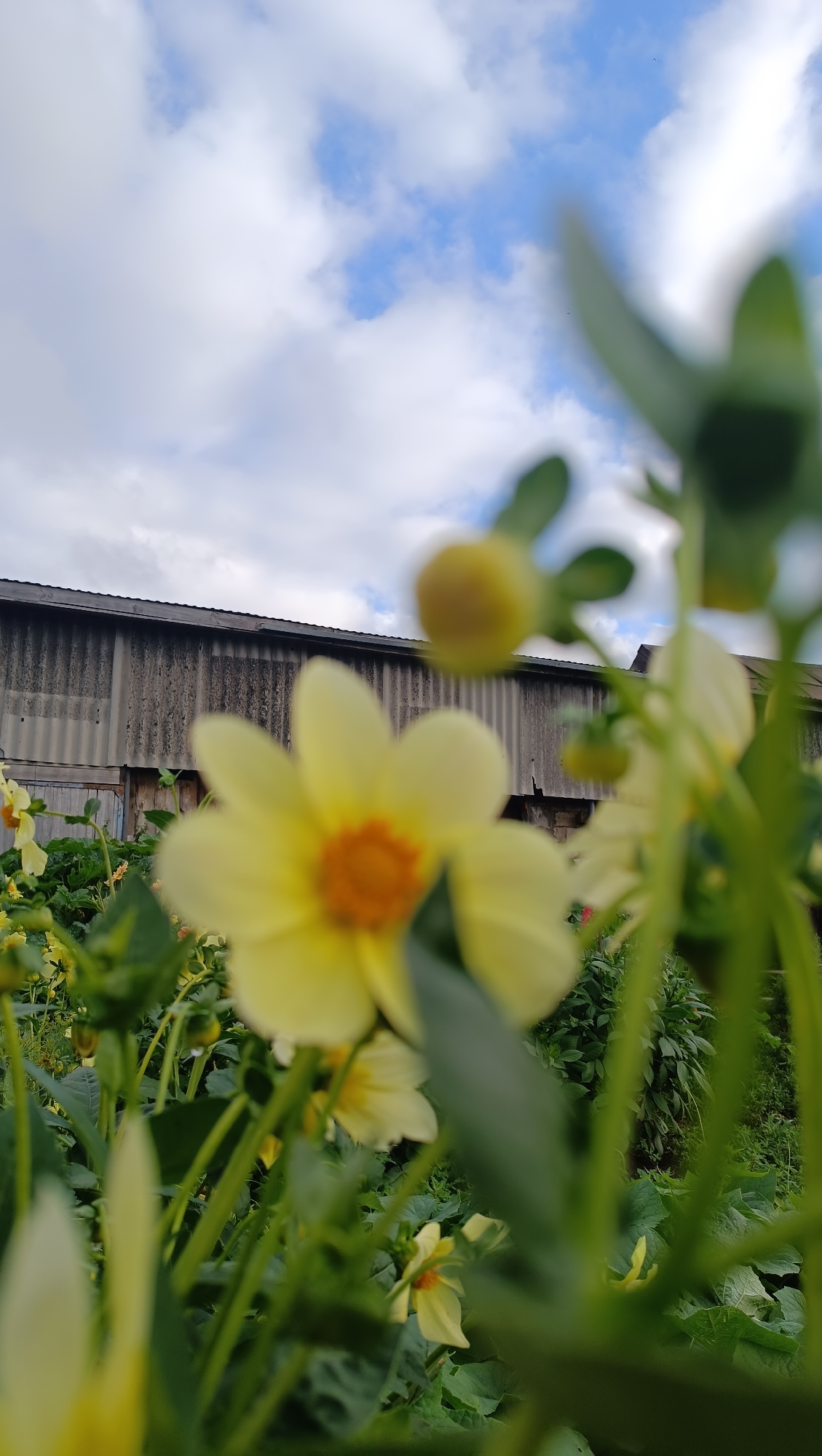 Dahlias, chickens, and a calf on a Russian homestead