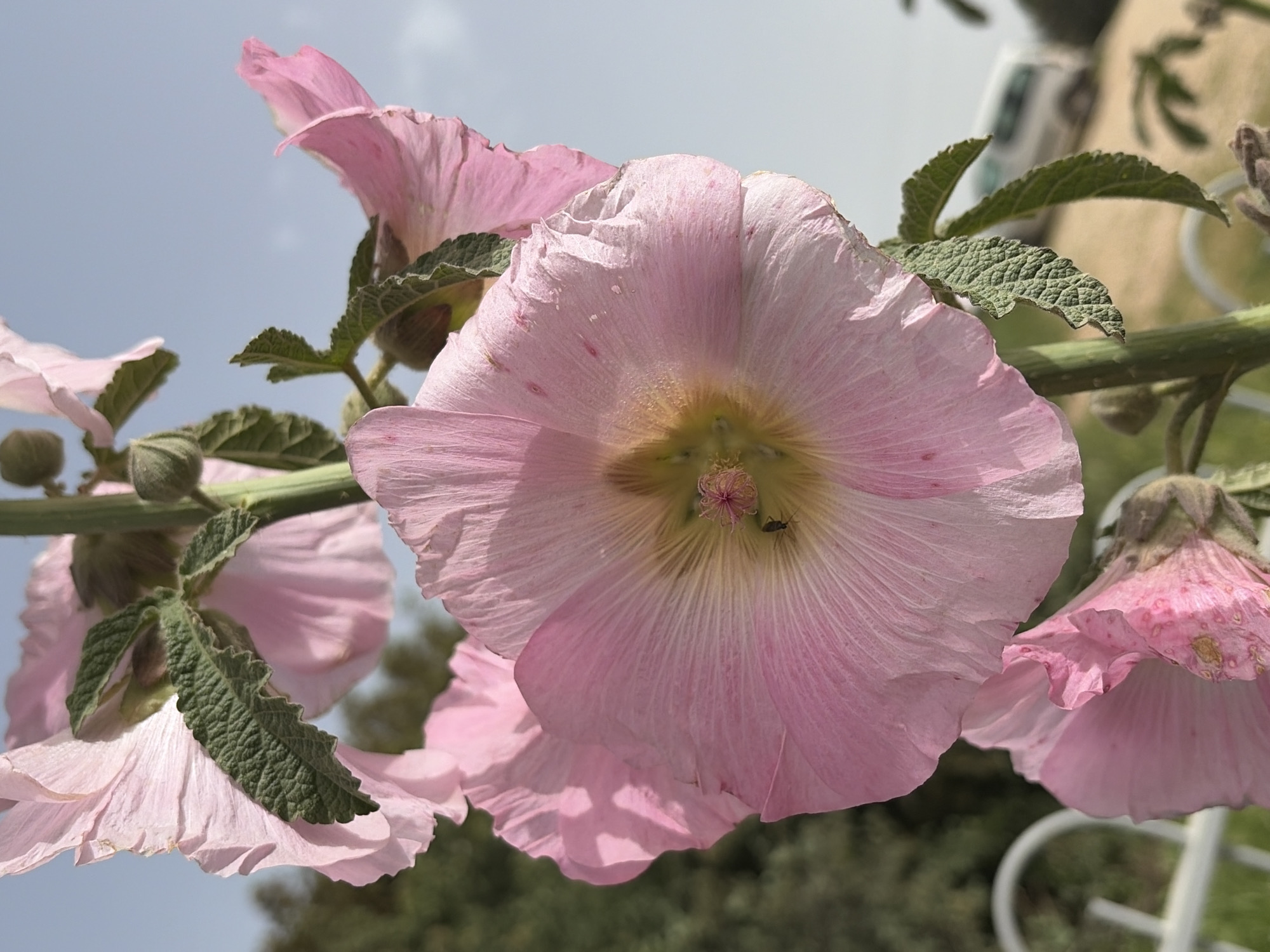 Pink hollyhocks bloom along fence in northern Israel