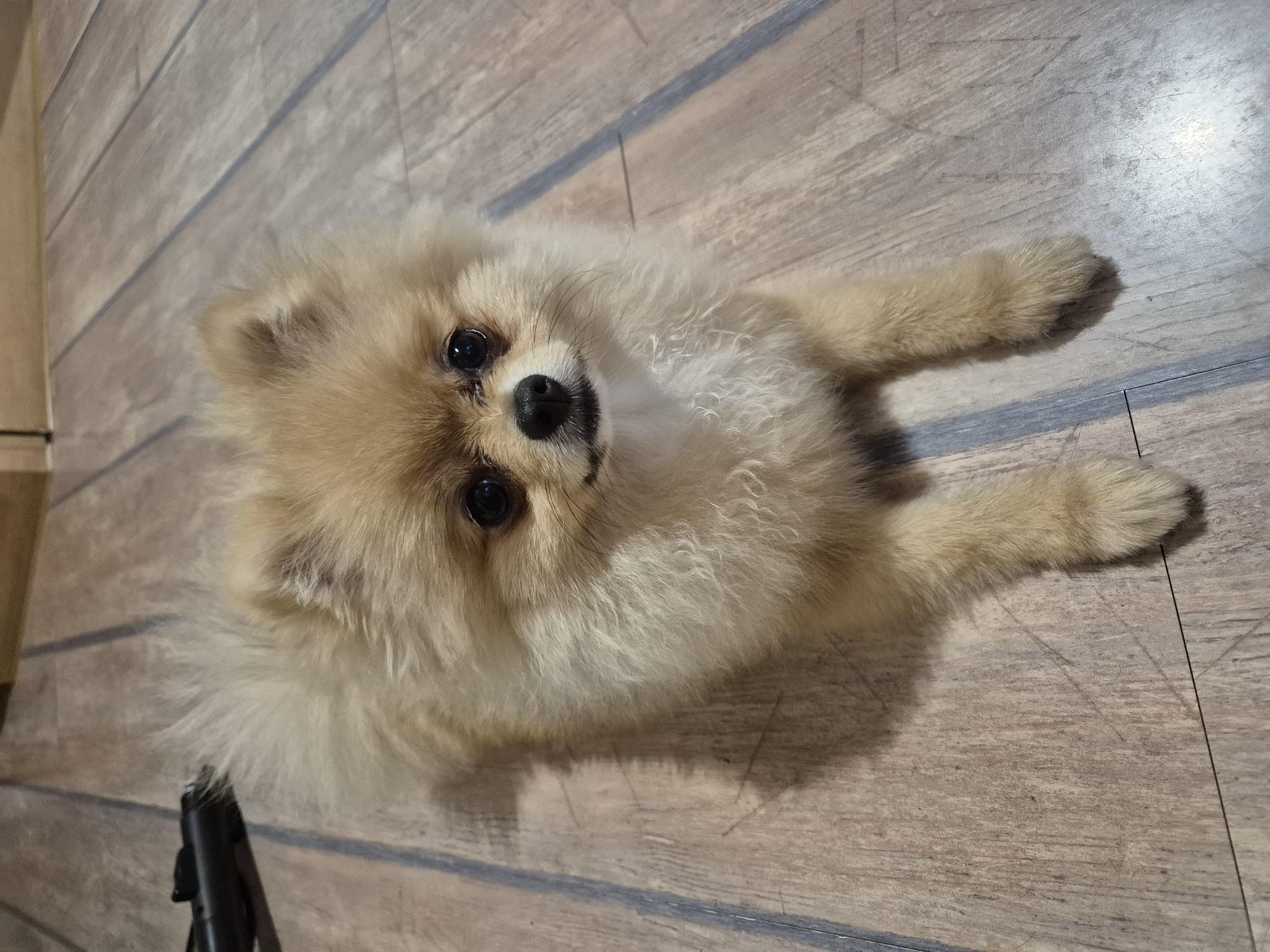 Pomeranians, painted nails, and a Burgas sunset
