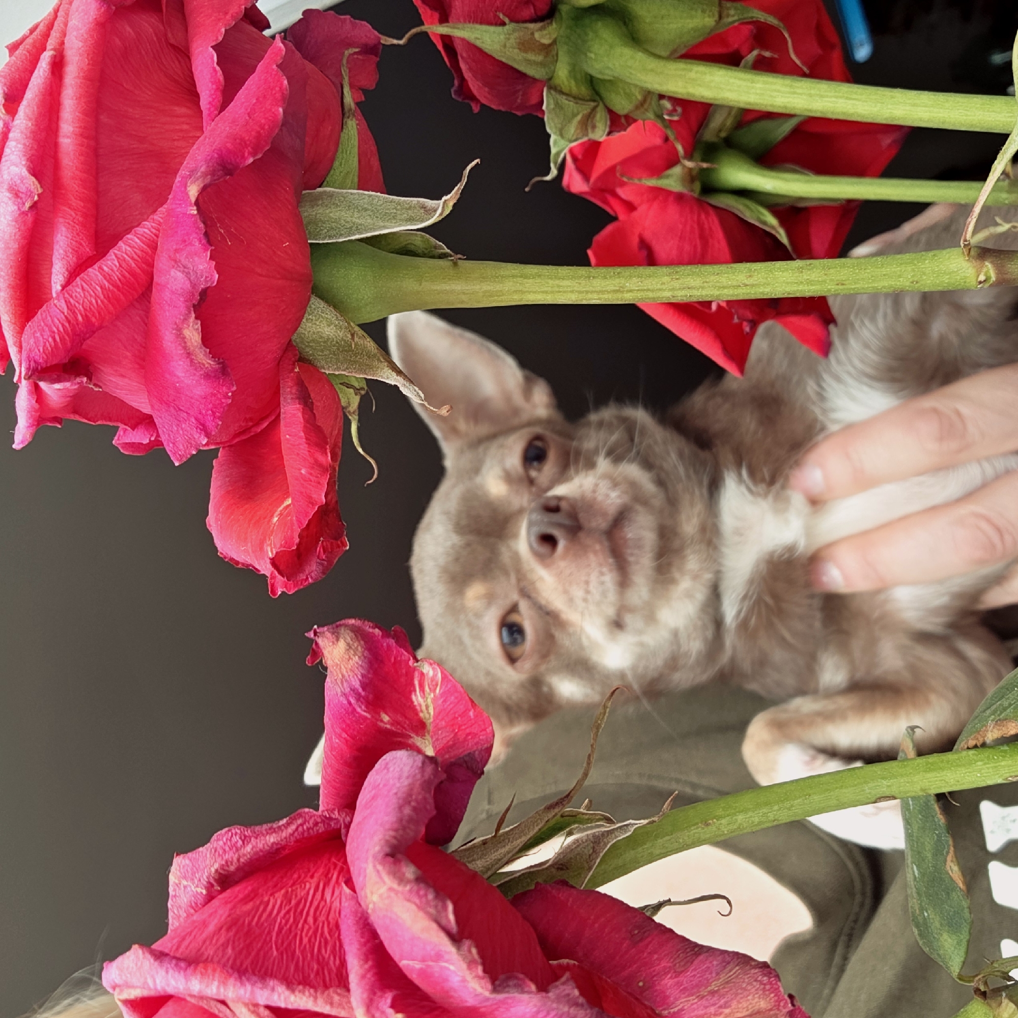 Woman poses with small dog amid red roses