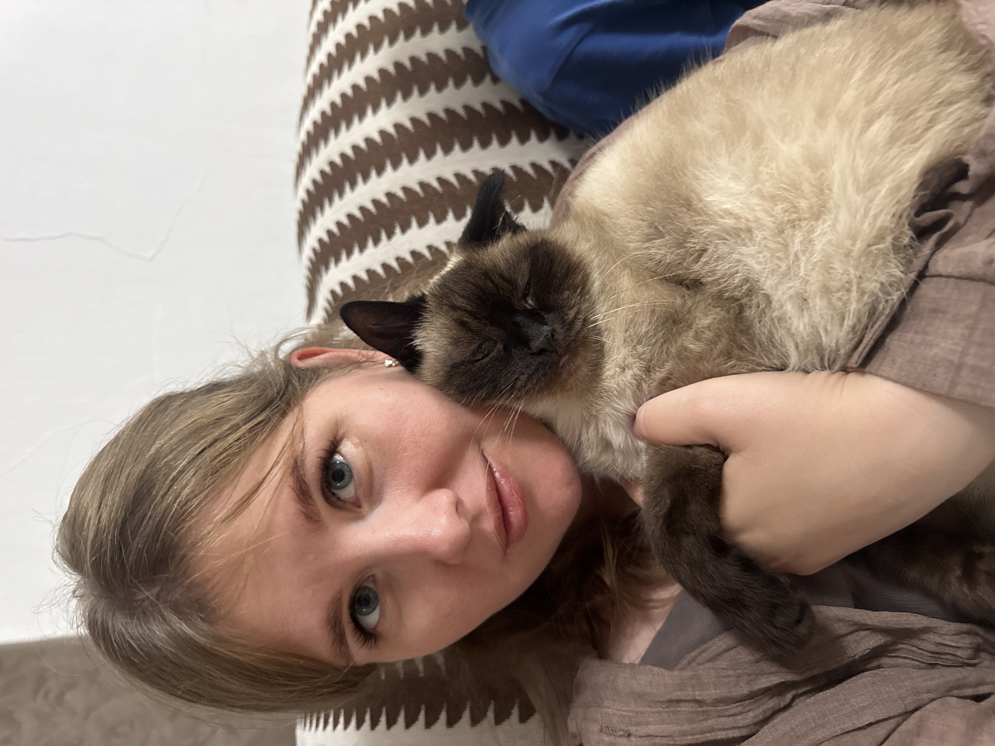 Siamese cat chills at home in Buб, Russia