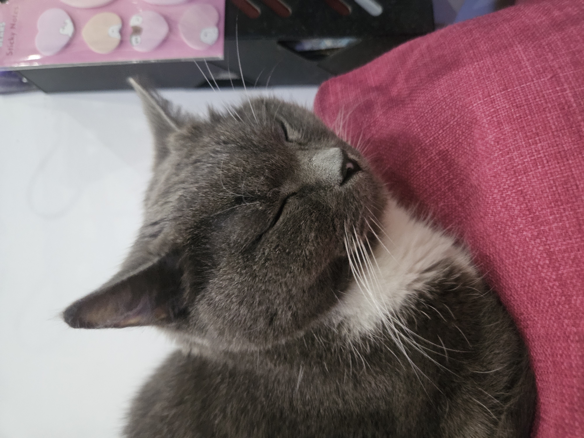 Quiet afternoon moments with sleeping cat and lilac flowers