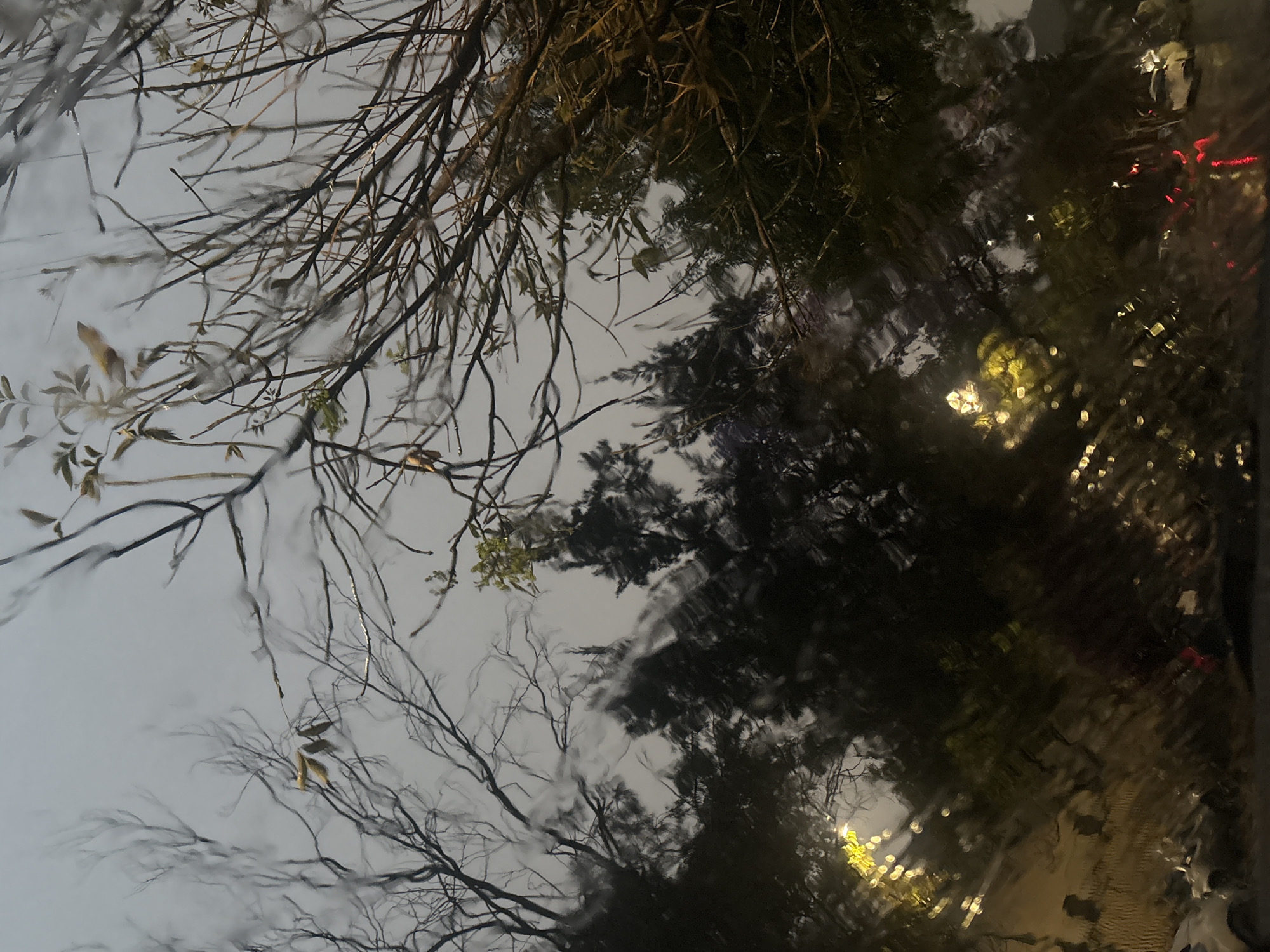Rain-streaked window view captures Mexico City lights through bare branches