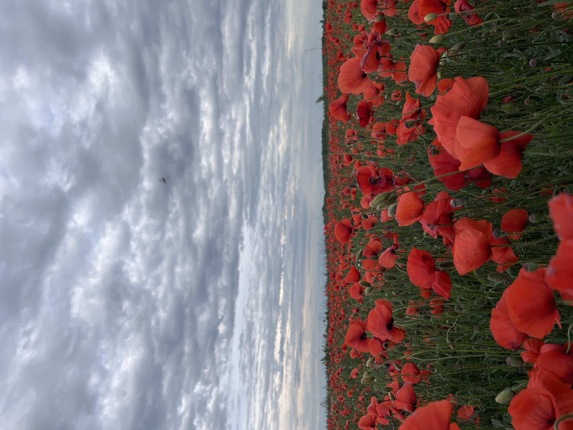 Woman explores blooming poppy field in Ternopil, Ukraine