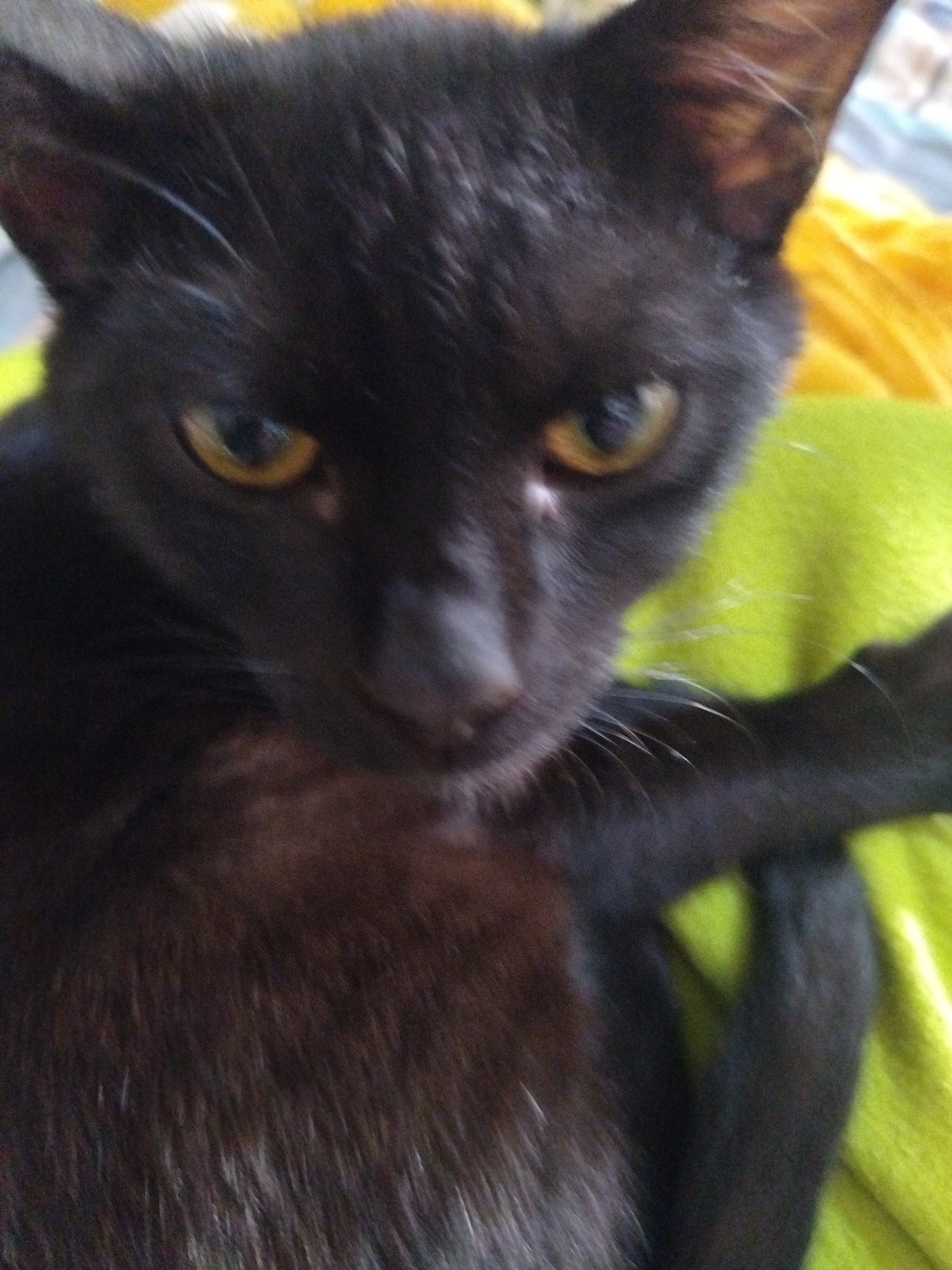 Family documents daily life with black cat in UAE home