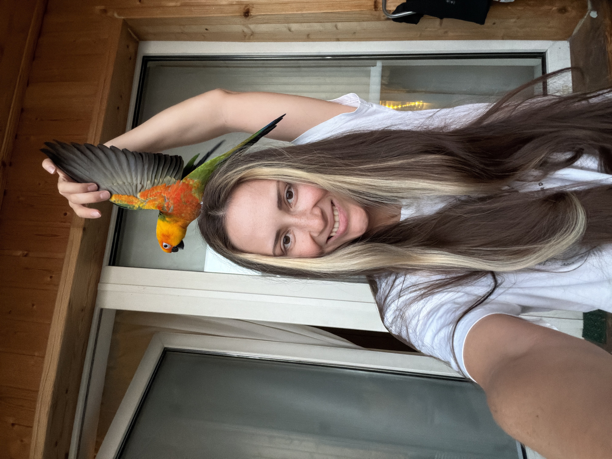 Sun Conure parrot and a Khimki afternoon, indoors and out