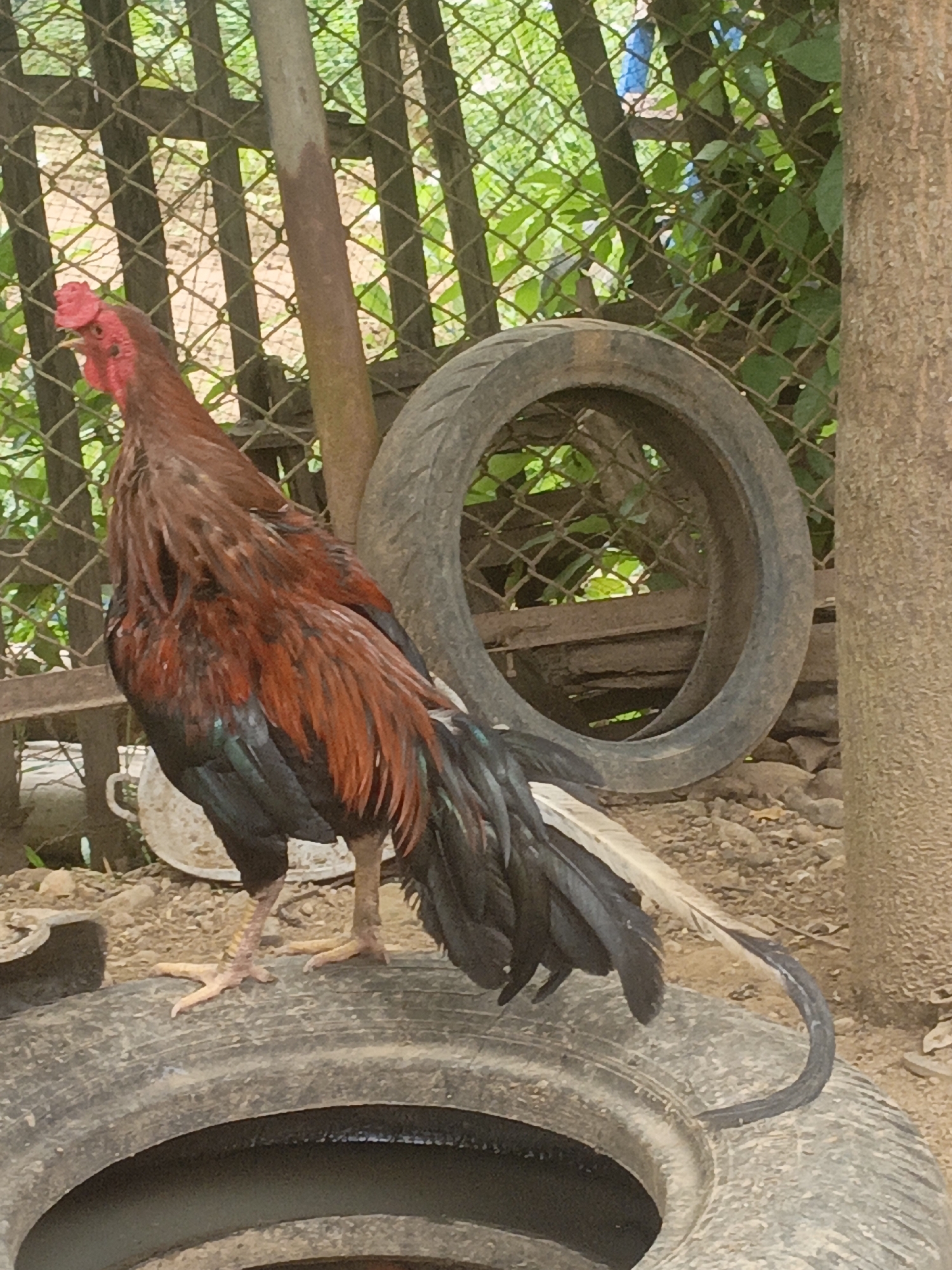 Roosters roam a tire-strewn yard in Lhokseumawe