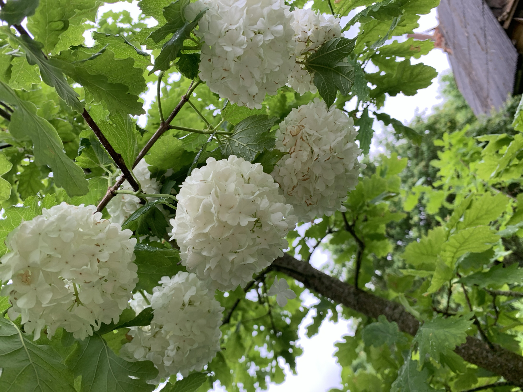 Woman documents blooming garden morning in rural Belarus village