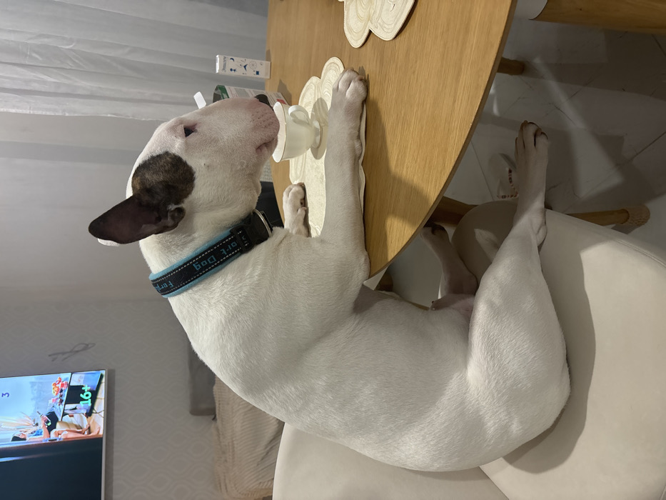 Bull terrier's afternoon antics documented in Saint Petersburg home