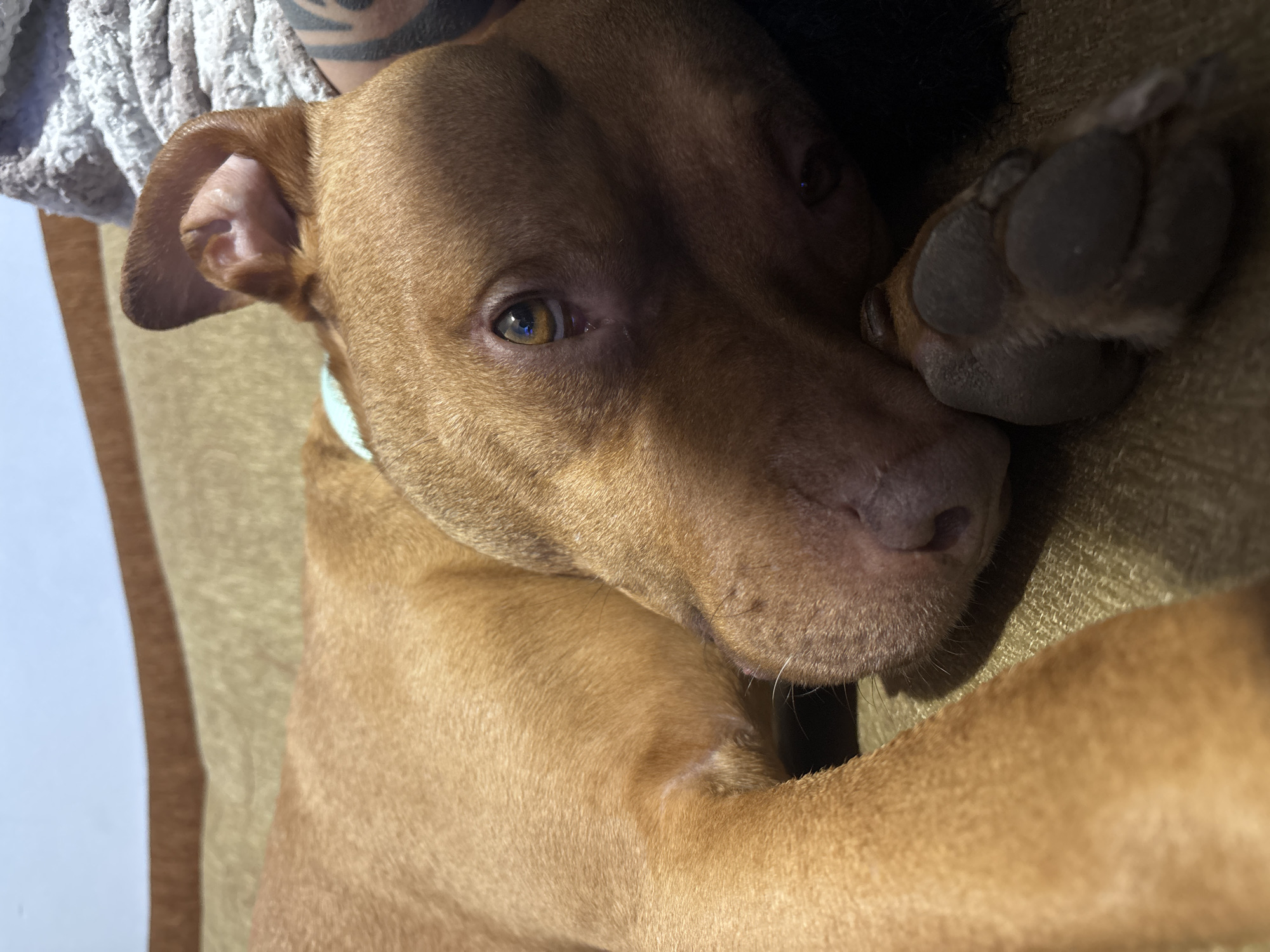 Pet owners share quiet moments with dog and guinea pig