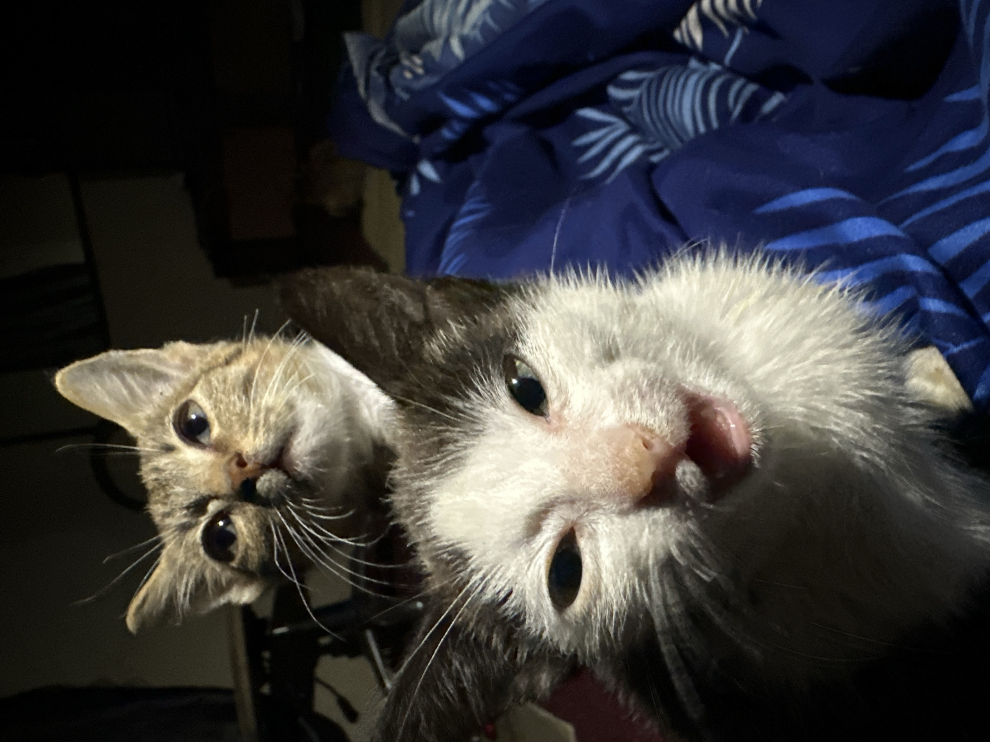 Kittens hanging out indoors in Jos, Nigeria