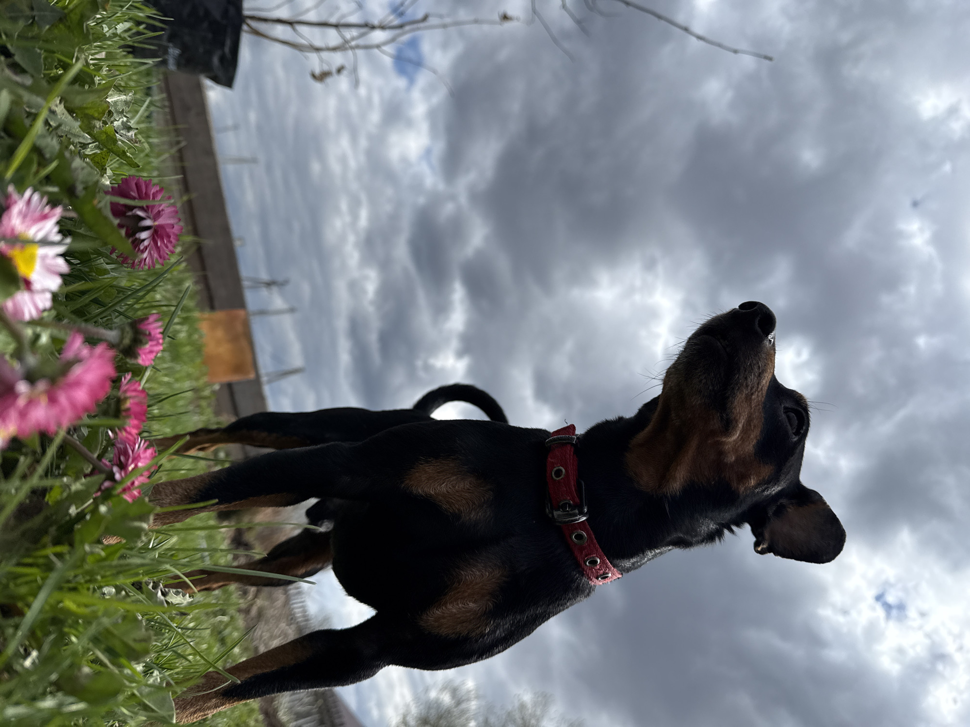 Dog spotted among spring flowers in Russian town