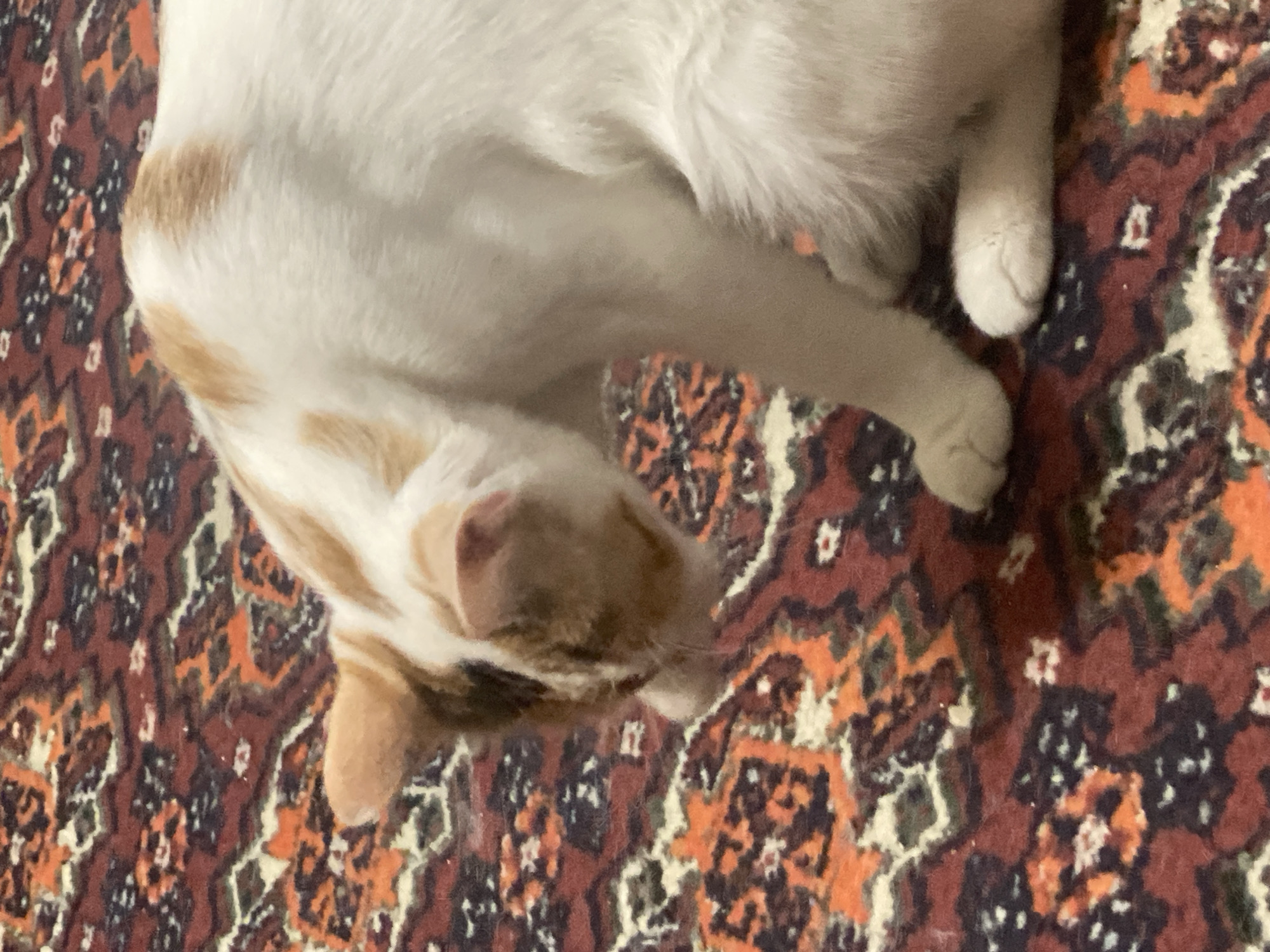 Cats on an oriental rug, tea, and small souvenirs in Baku