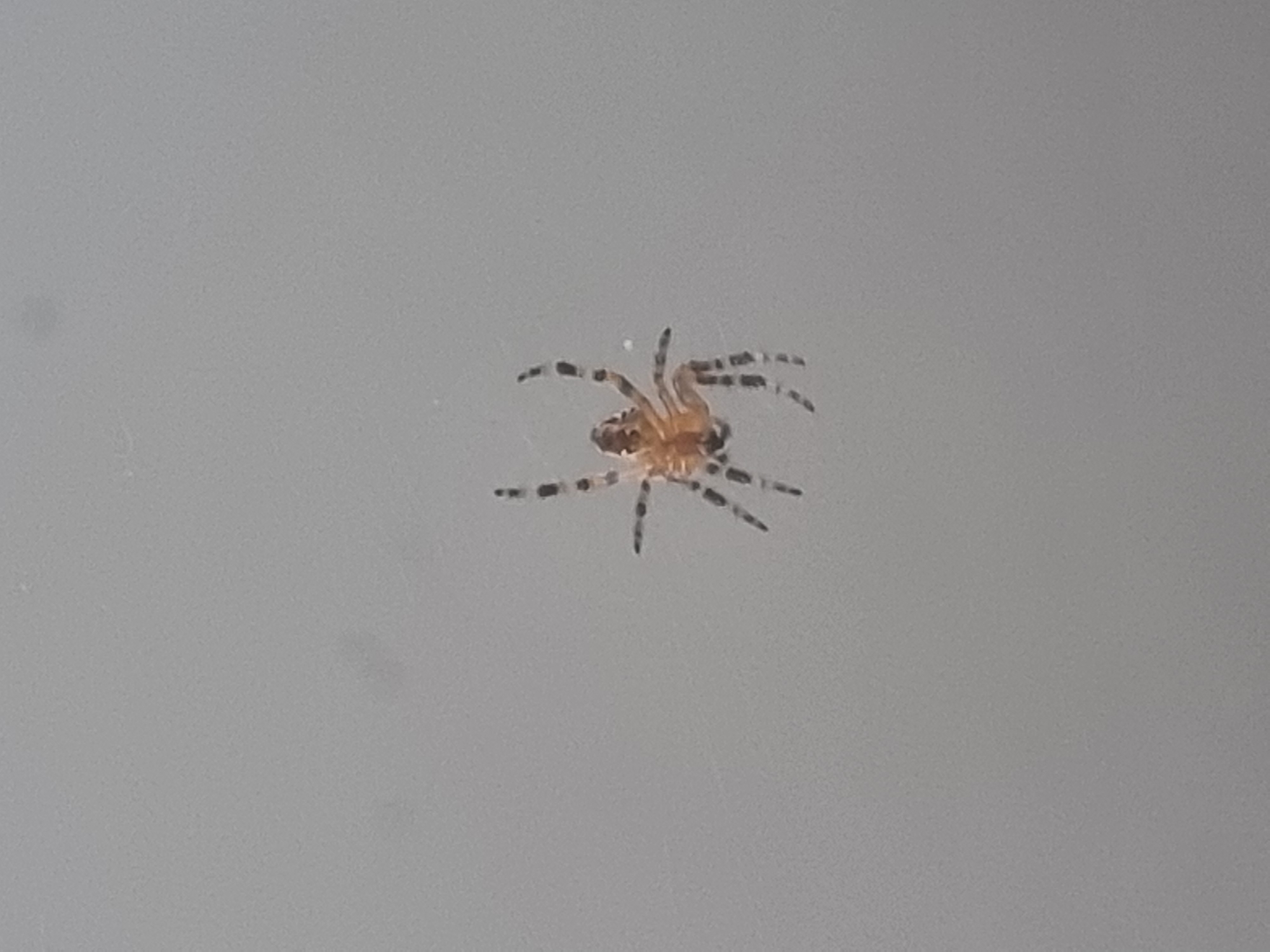 Close-up of a brown spider against a gray background