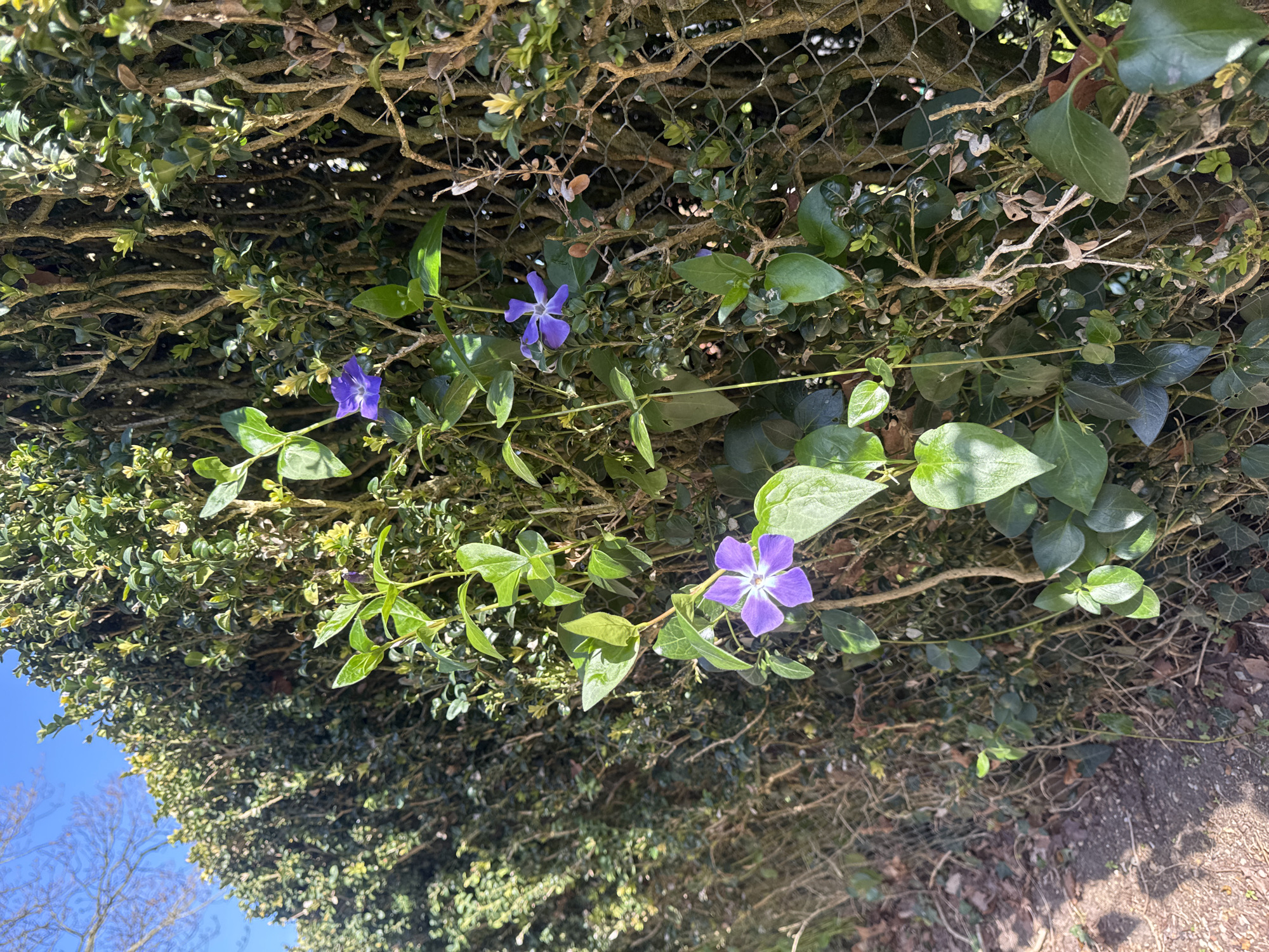 Spring countryside scenes documented across East Suffolk landscapes