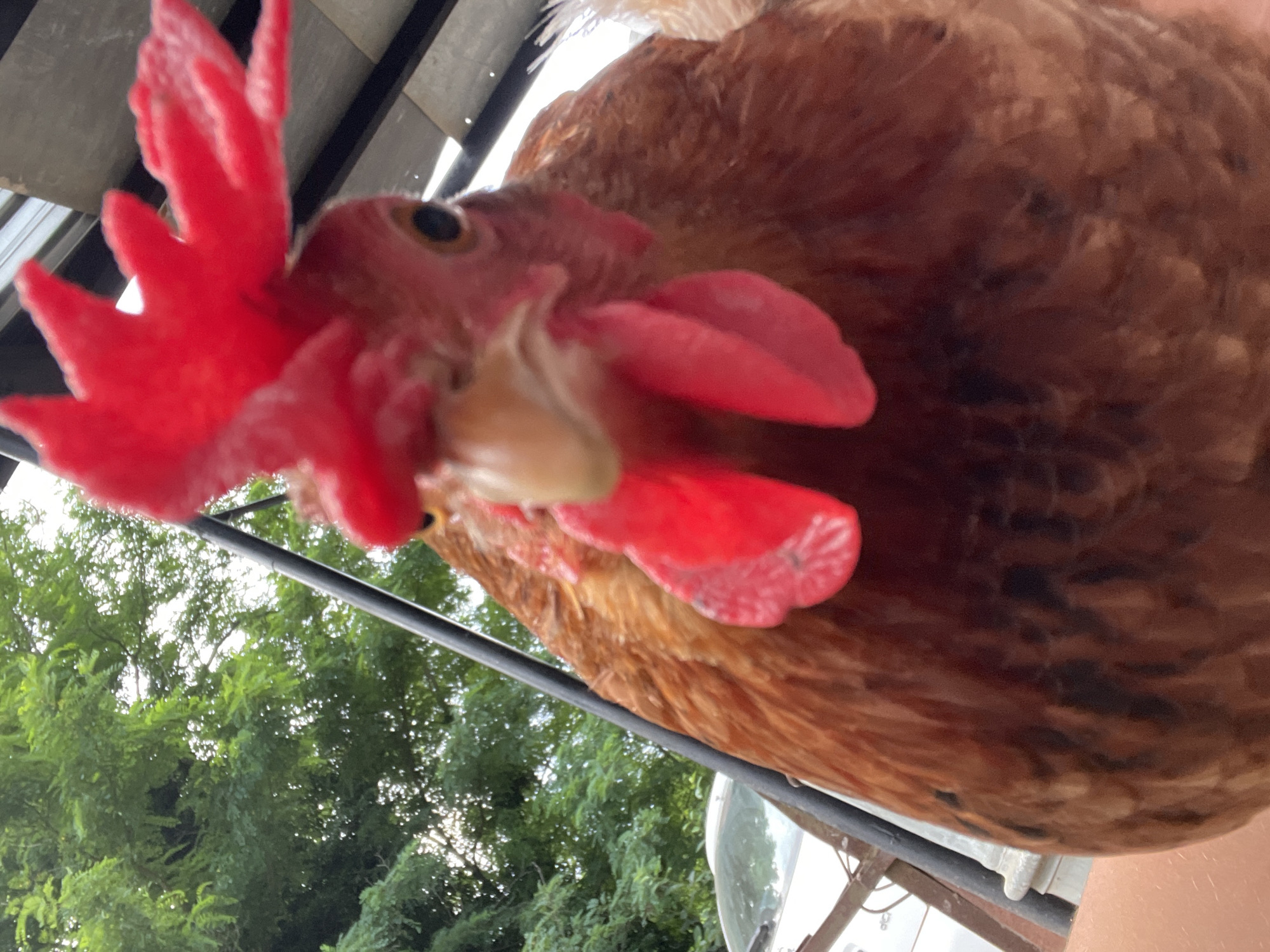 Farmyard chickens and hilltop views in Zlatograd, Bulgaria
