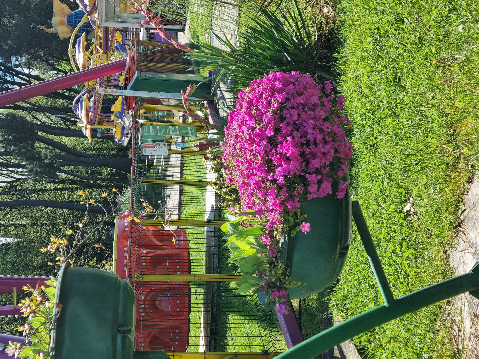 Spring flowers and carnival rides documented in Sochi park