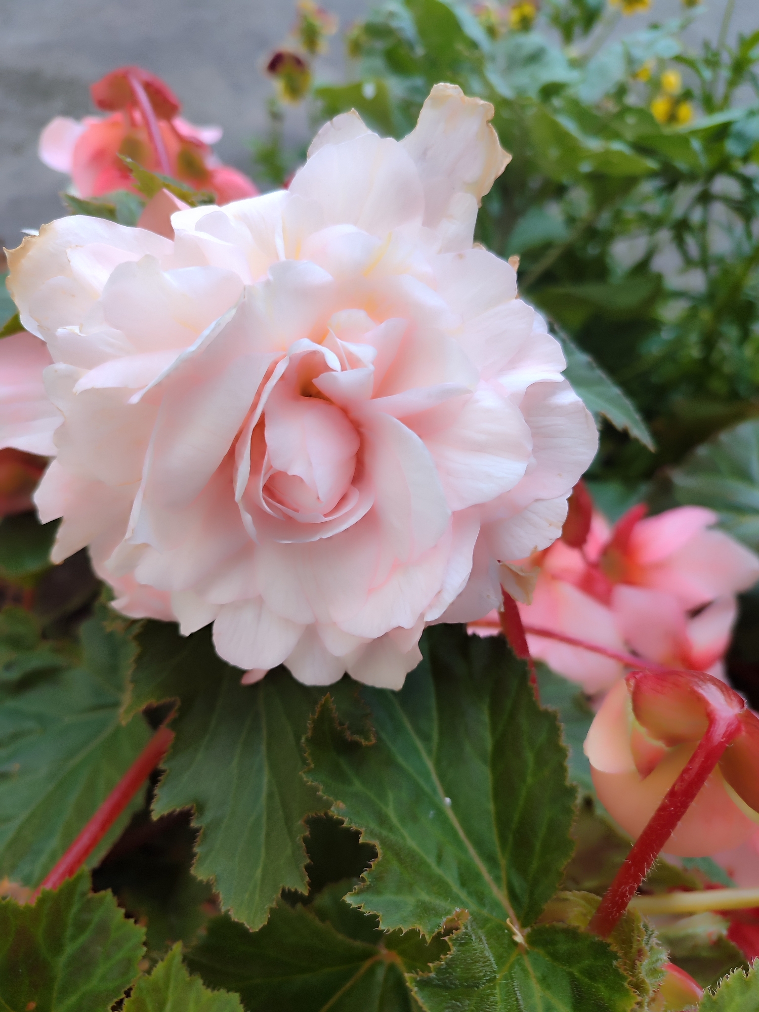 Summer garden blooms photographed up close in Saint Petersburg