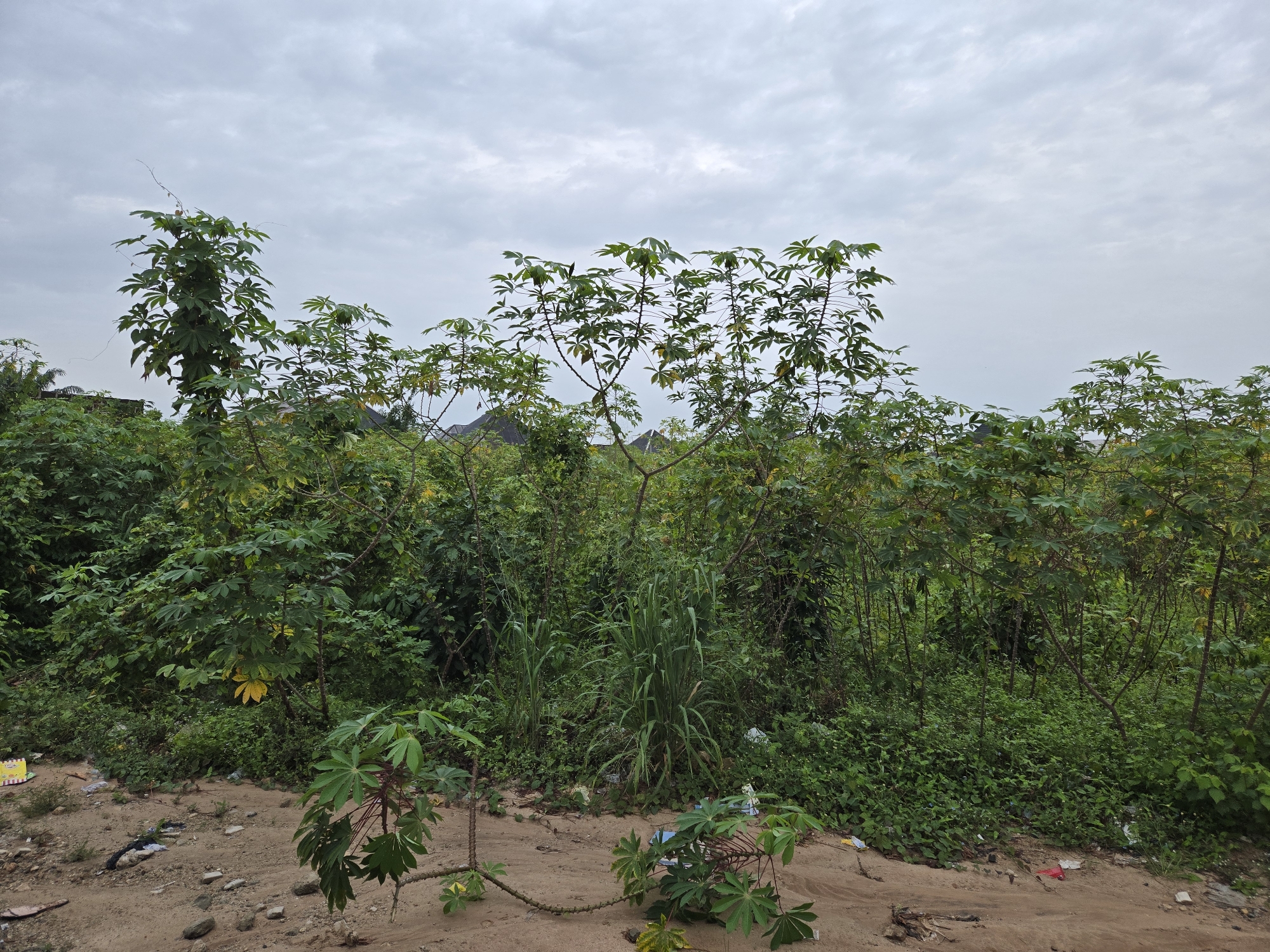Vacant lot with debris and sparse vegetation documented