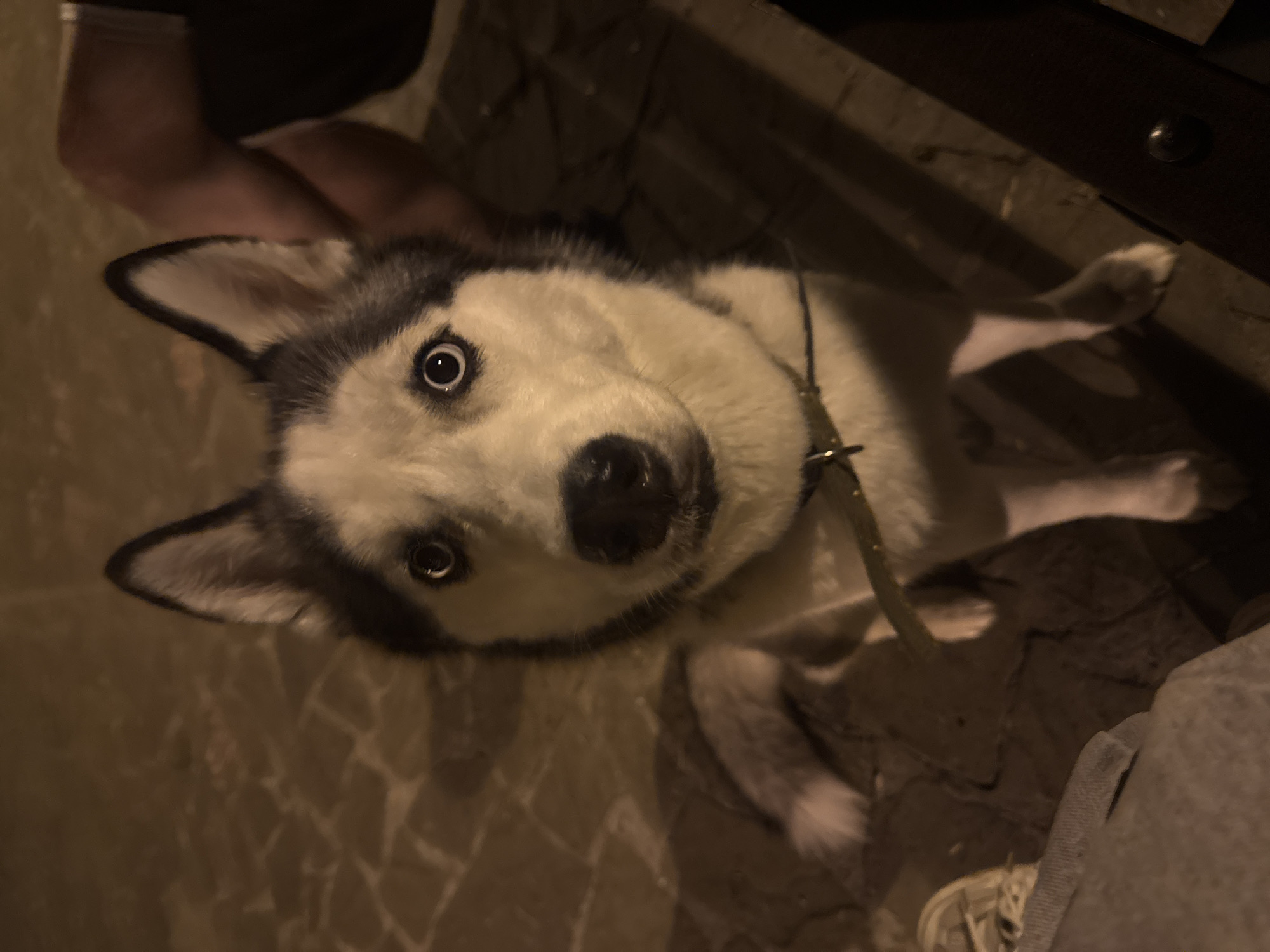 Night out on a Tolyatti plaza with a blue-eyed husky