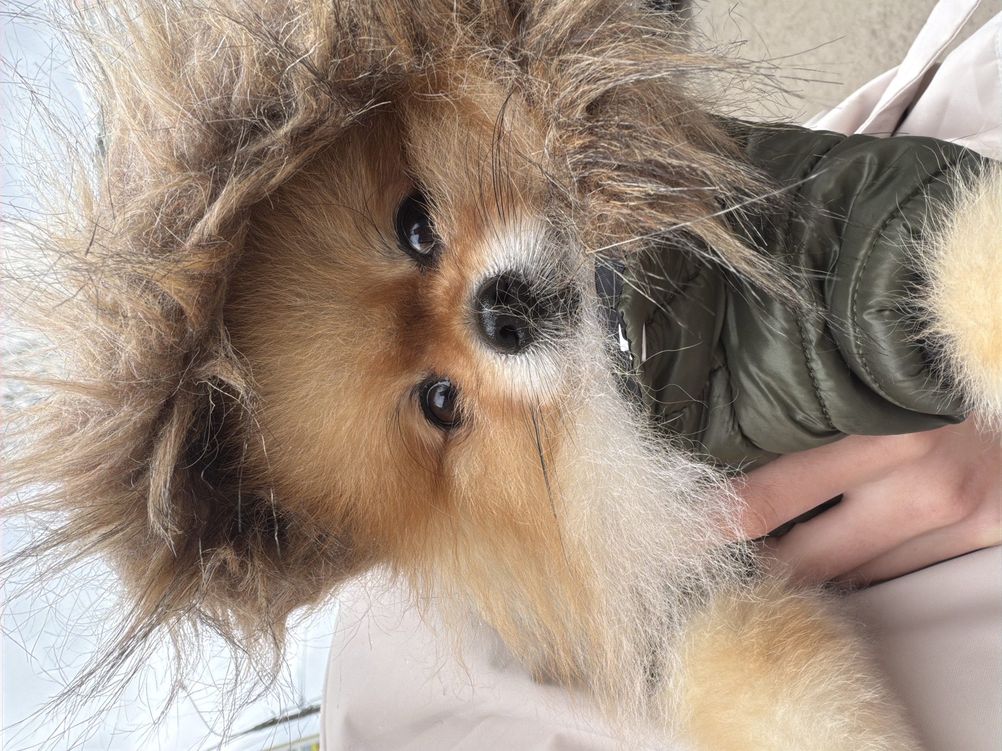 Pomeranian dog carried in jacket hood in Khimki