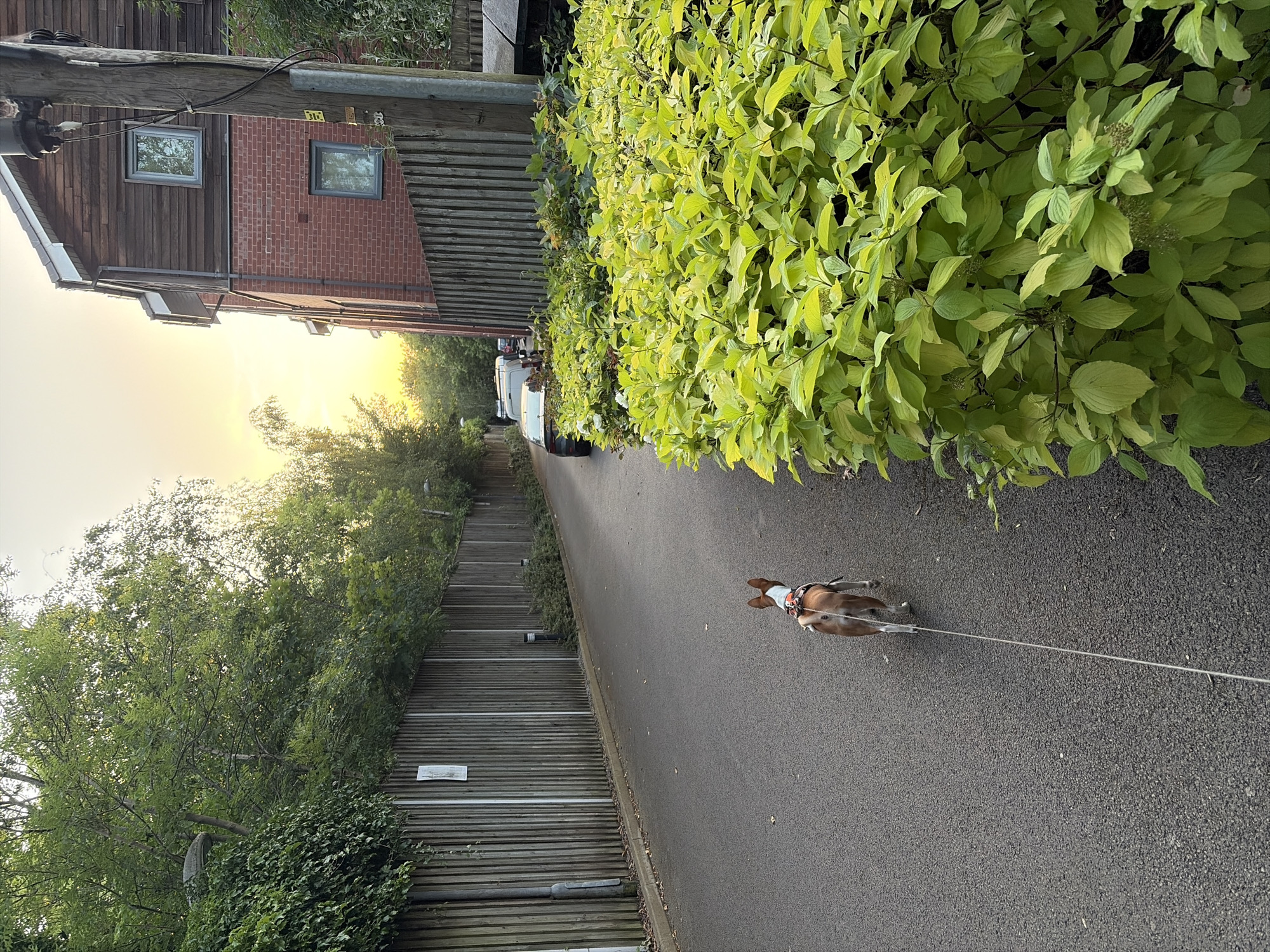Dog walker observed on flower-dotted lawn in Salford