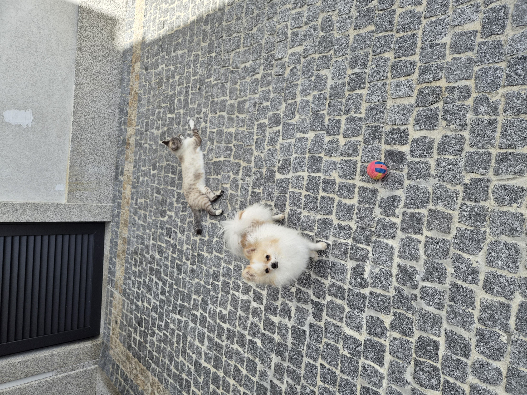 Small white Pomeranian spotted on cobblestone streets in Barcelos