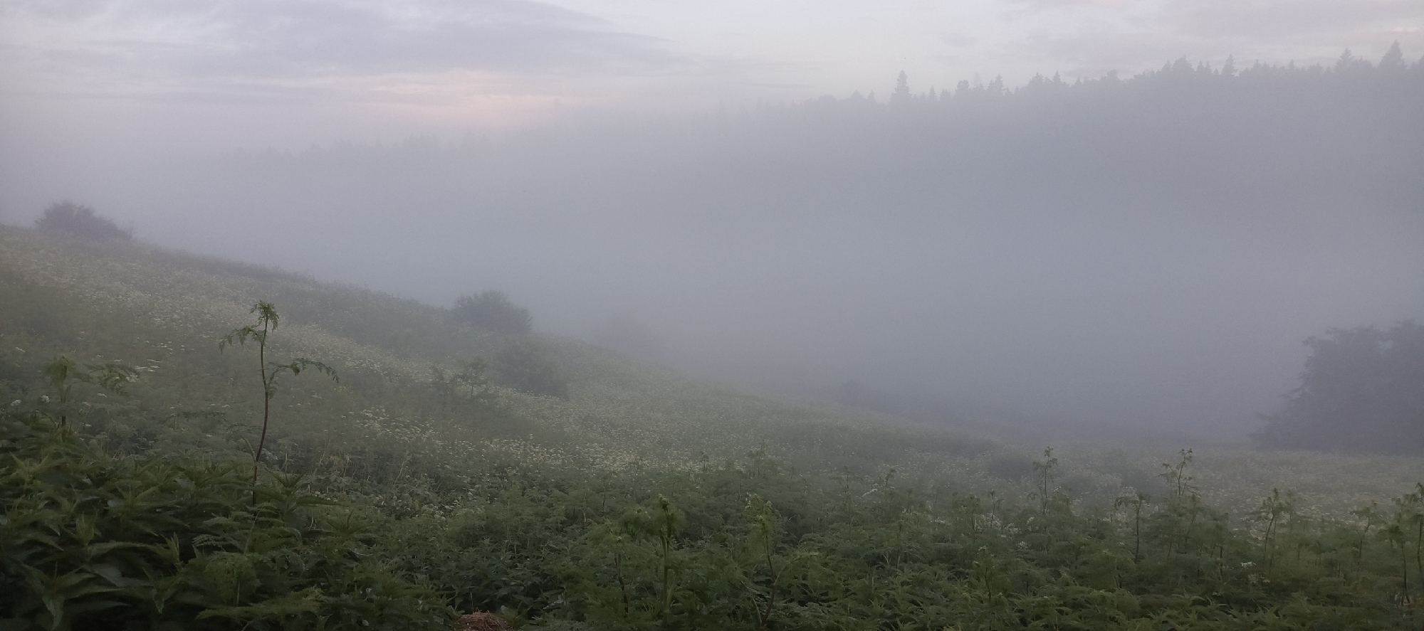 Misty summer evening in a Russian garden settlement, nature up close
