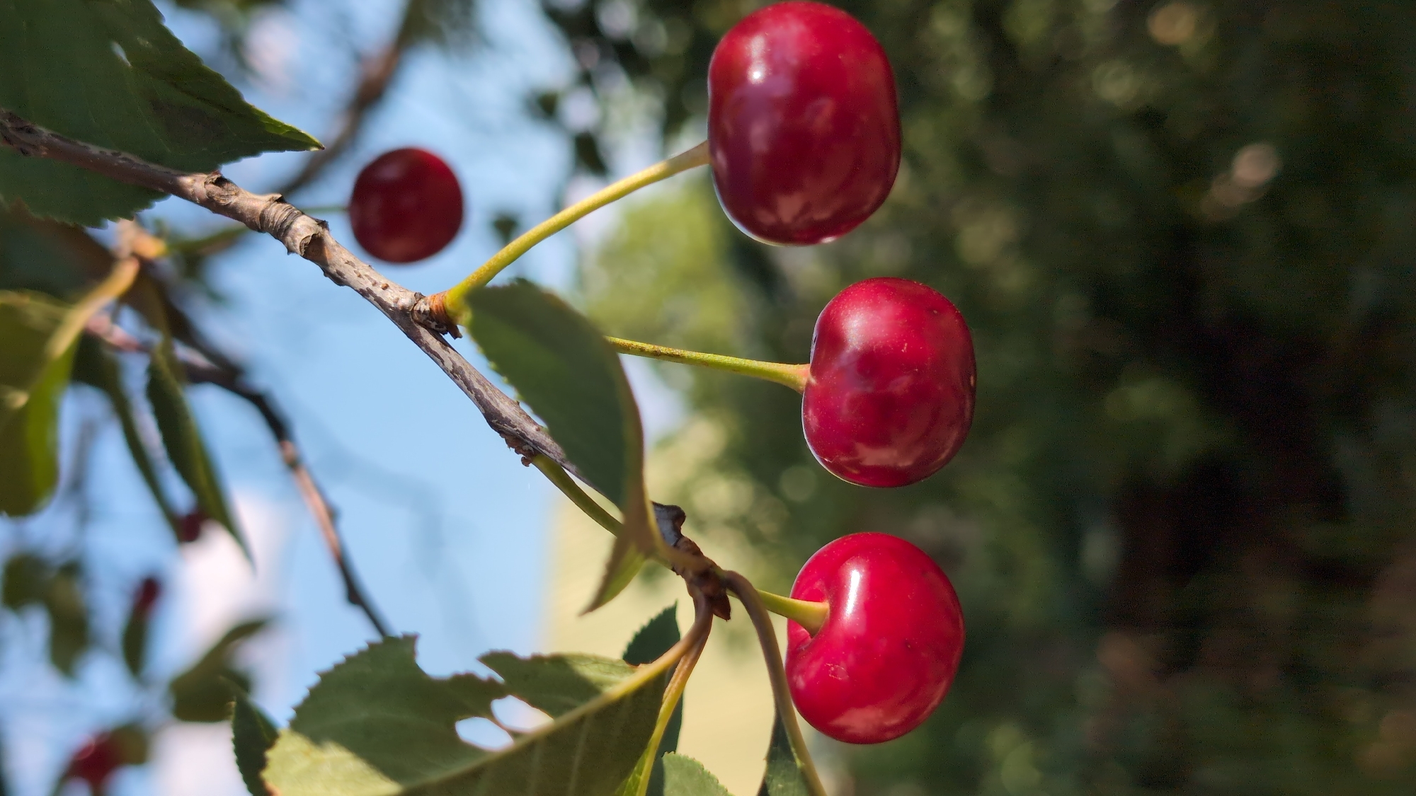 Macro nature photography from a Kostiantynivka garden in summer