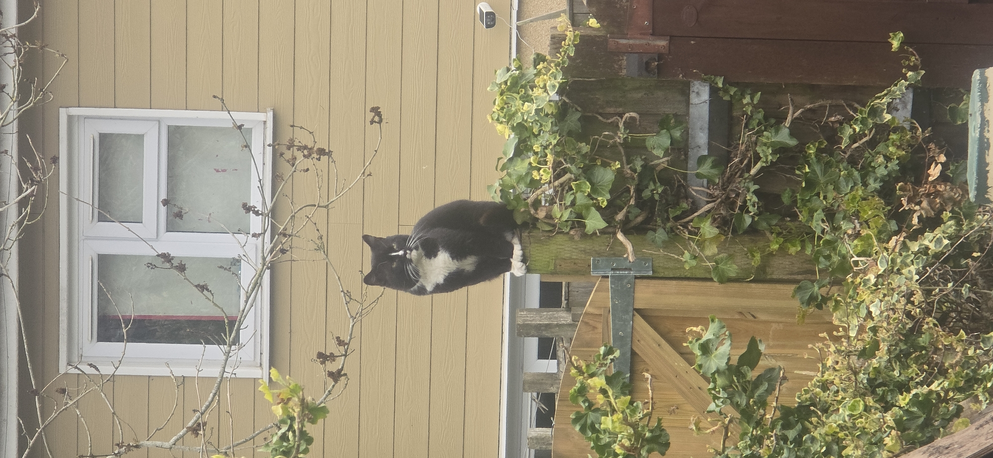 Cat lounges on wooden structure in Reading