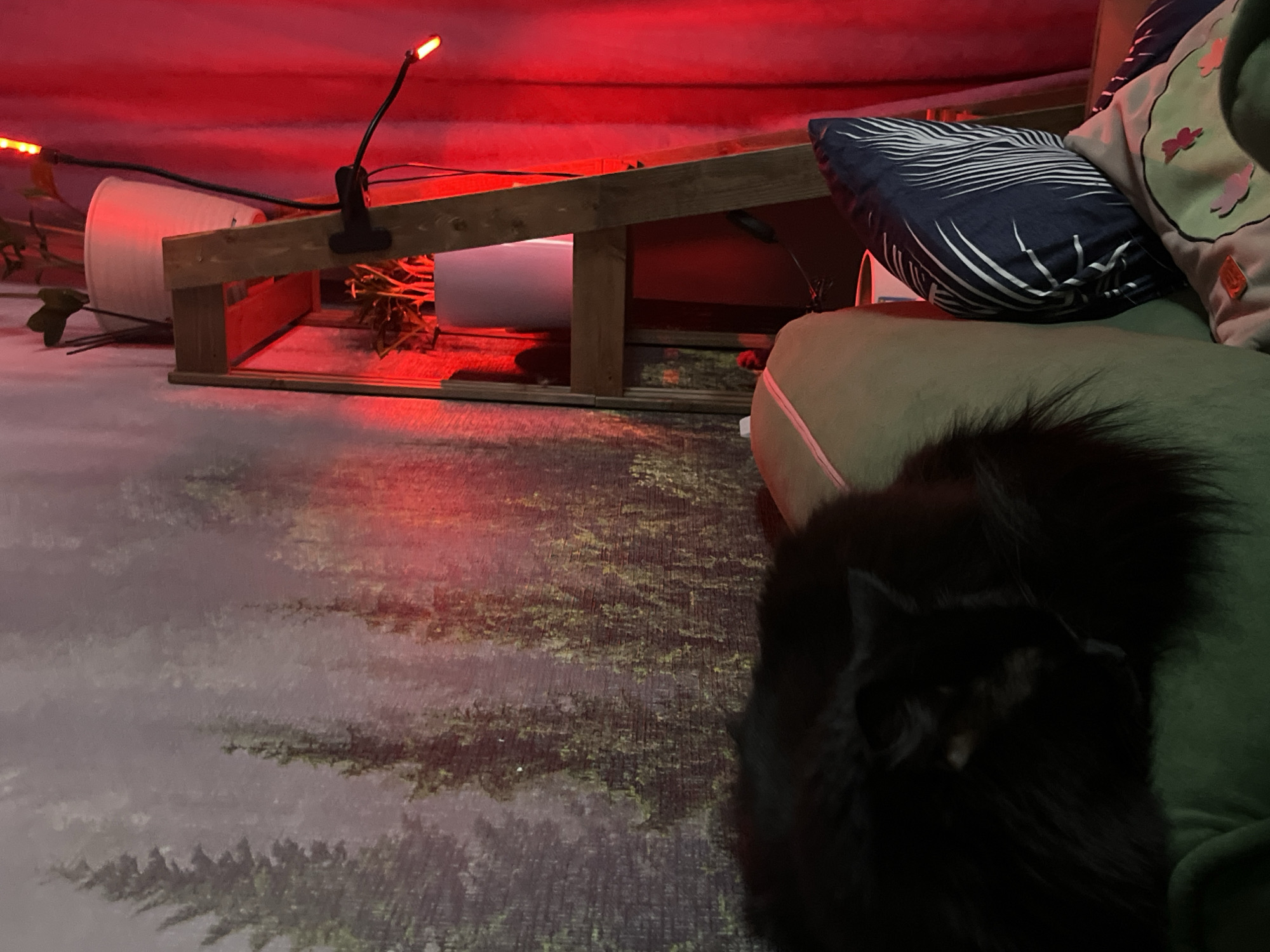 Domestic cats observed in Chaikovsky residence during evening hours
