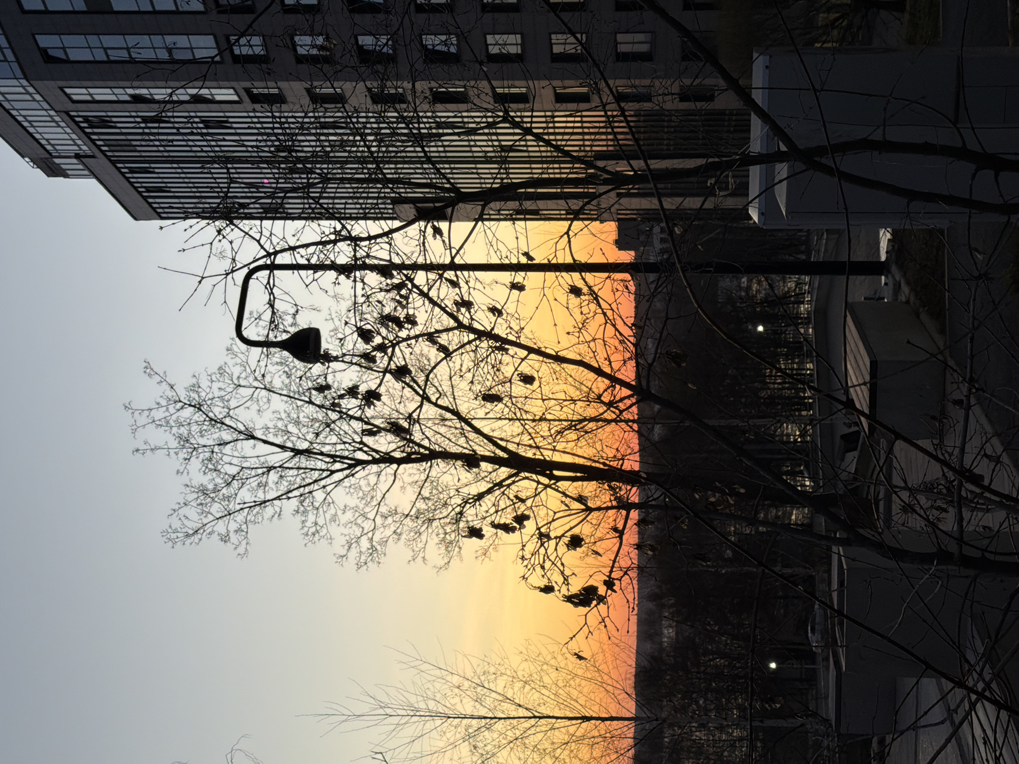 Urban sunset observed with birds gathering in silhouetted trees