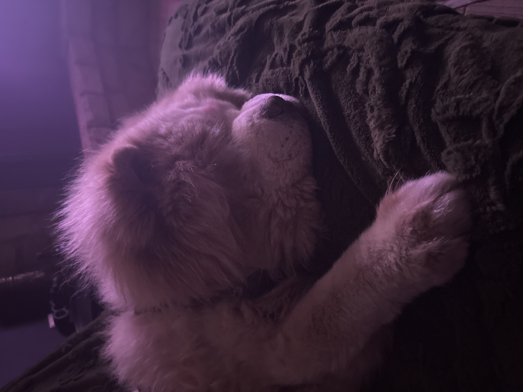 Golden retriever sleeps peacefully on green blanket in Bulgaria