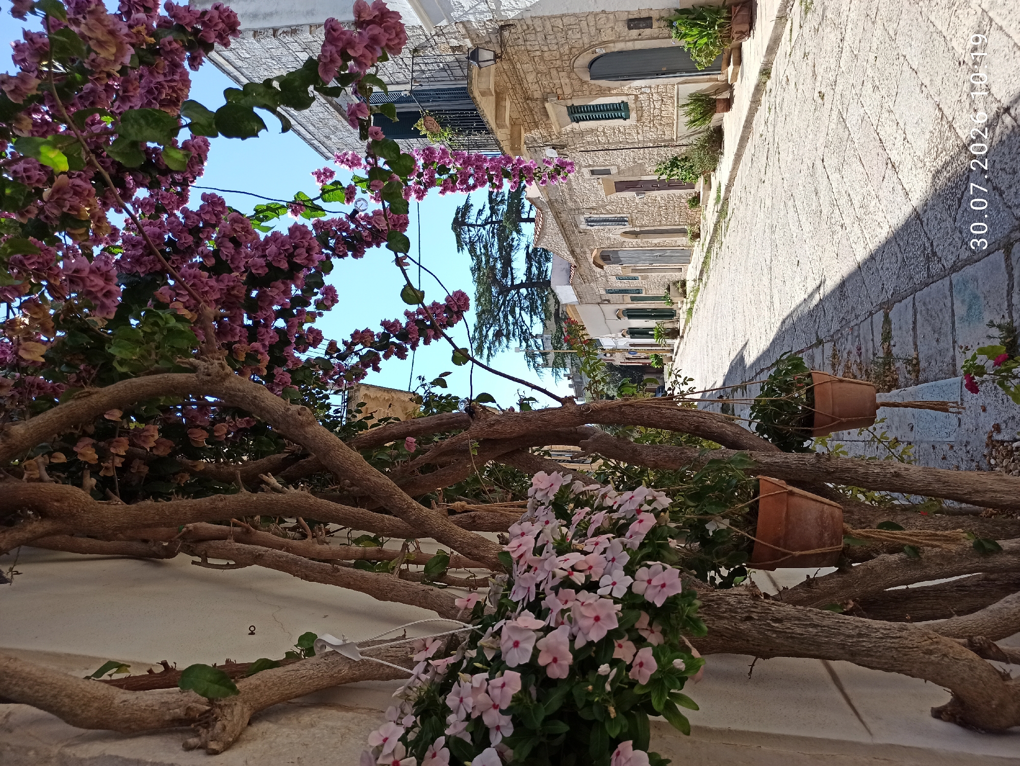 Quiet cobblestone alley in Terlizzi, bougainvillea, parked Fiats, resting cat